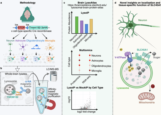 Mapping brain cell-type-specific diversity of lysosomal proteins