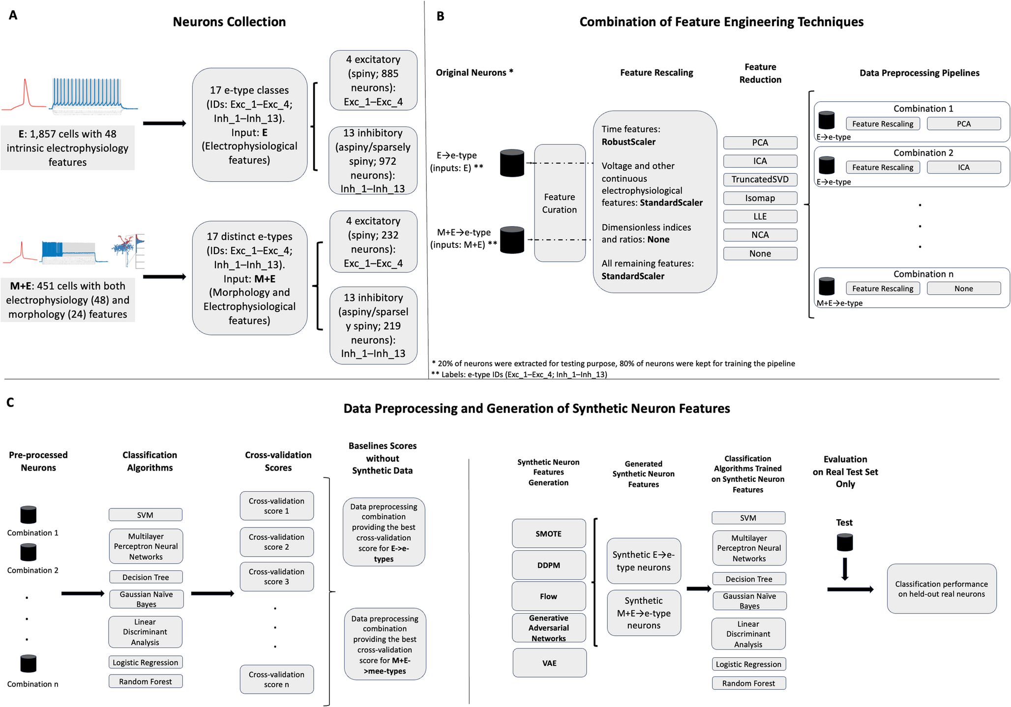 Synthetic Data Generation for Classifying Electrophysiological and Morpho-Electrophysiological Neurons from Mouse Visual Cortex