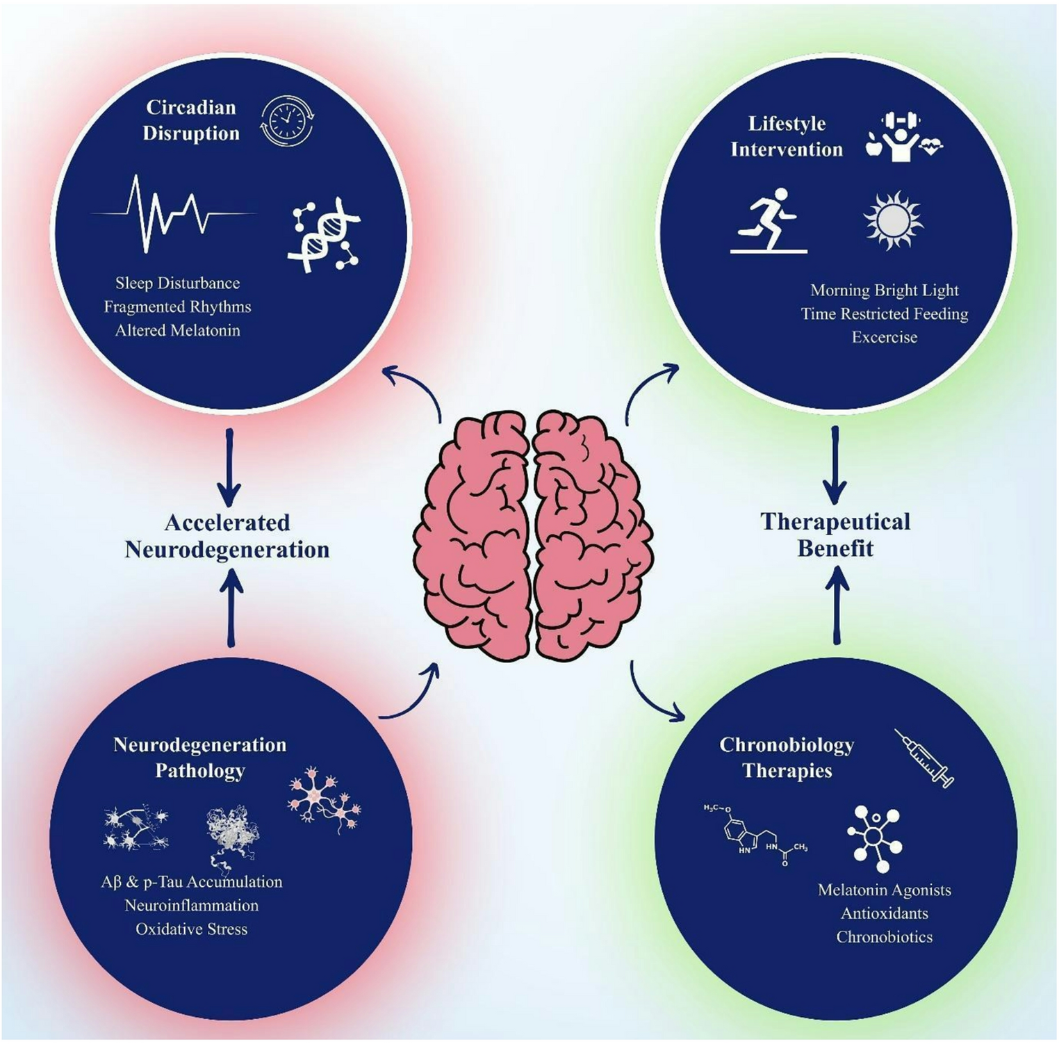Circadian disruption as a driver and target in neurodegenerative diseases: from molecular mechanisms to chronotherapeutic strategies