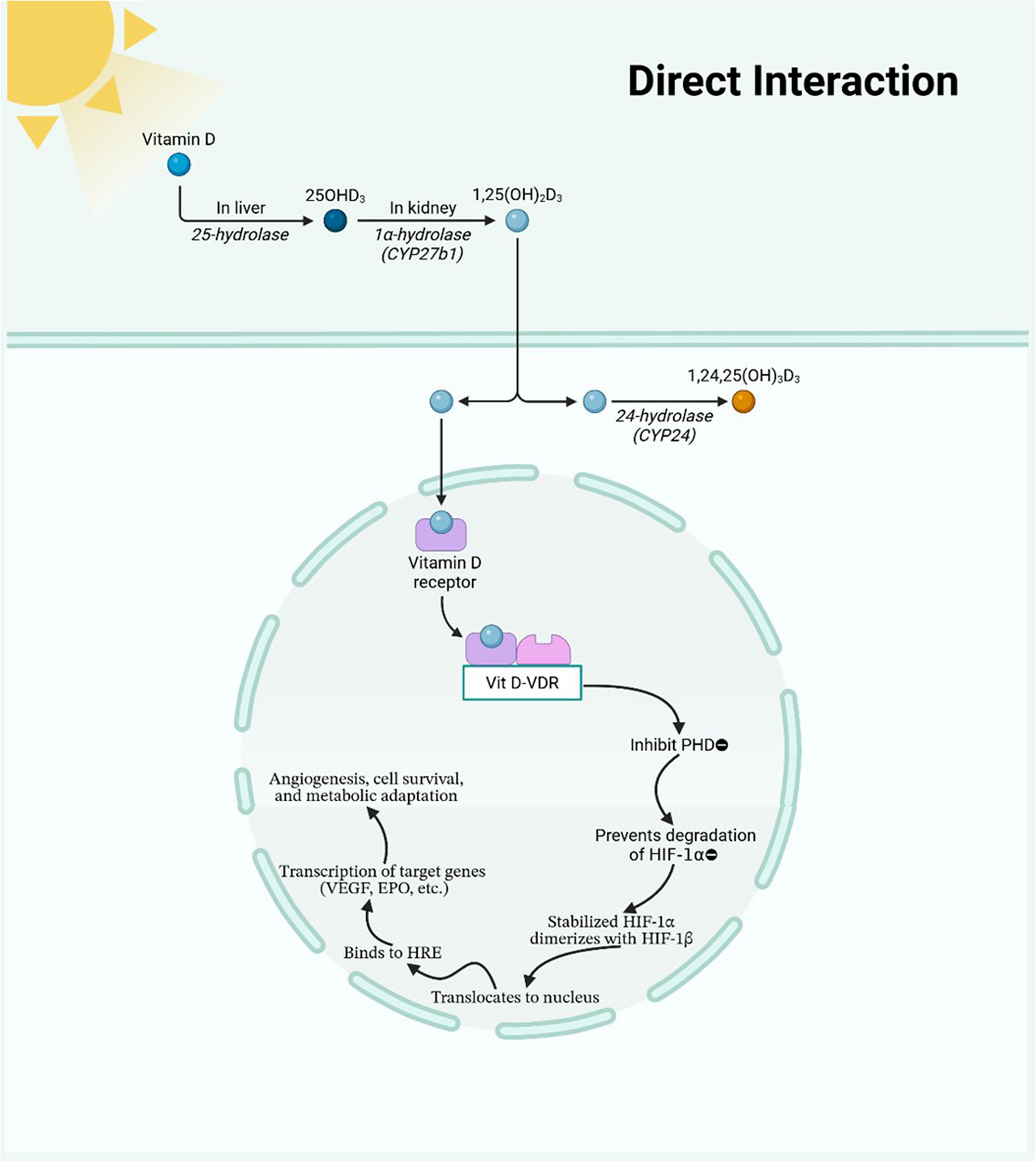 Vitamin D and hypoxia-inducible factors signaling interplay: A hypothesis-driven review of therapeutic strategies for acute cerebral infarction