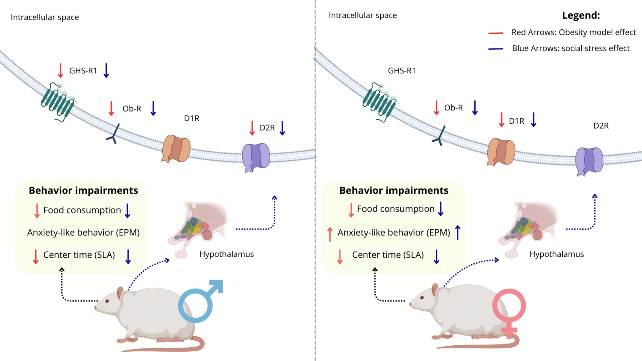 Sex-dependent behavioral and hypothalamic receptor changes after early-life monosodium glutamate (MSG) exposure and adult social stress in Wistar rats