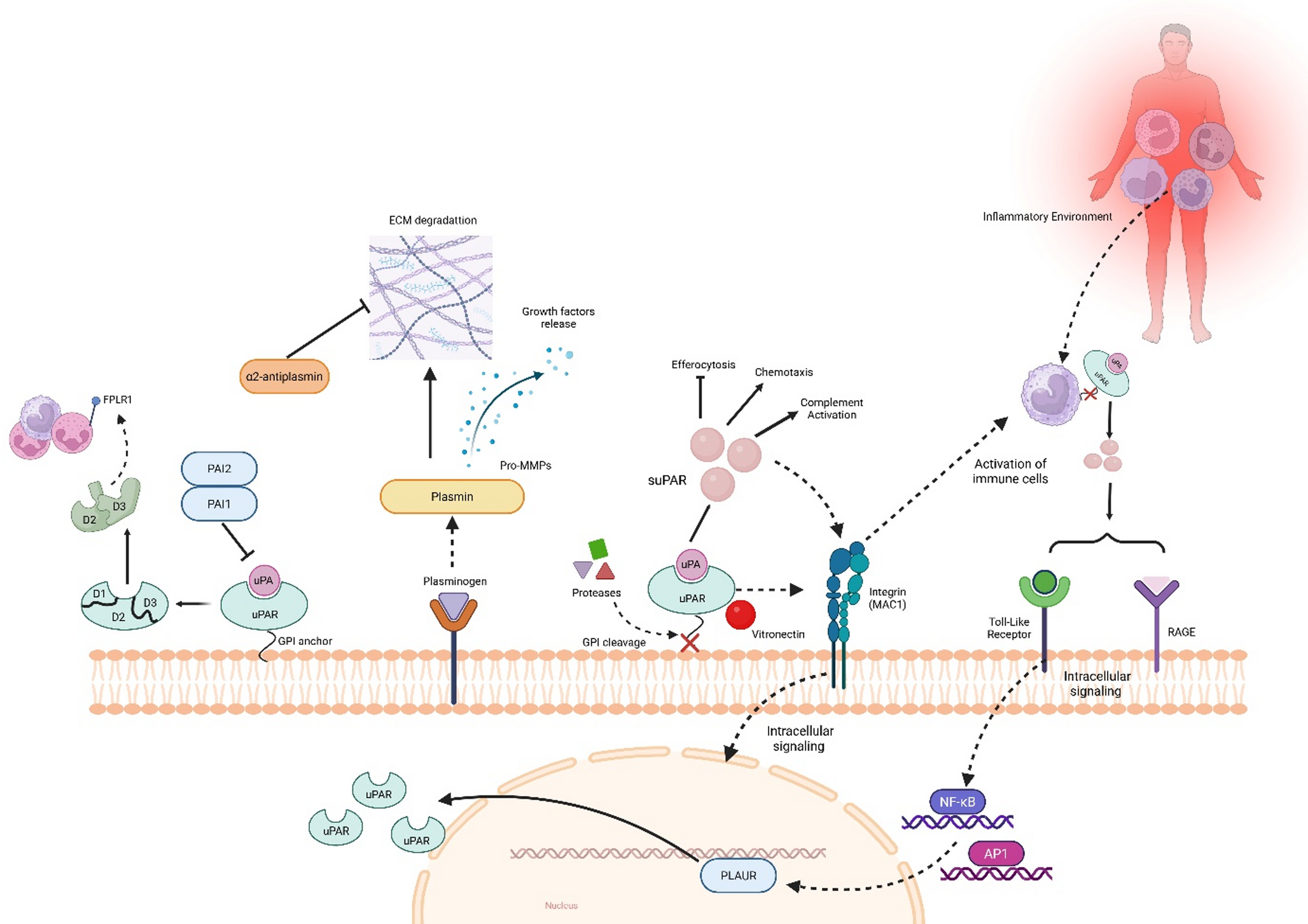 Soluble Urokinase-type Plasminogen Activator Receptor (suPAR) as a Biomarker of Neurodysfunction