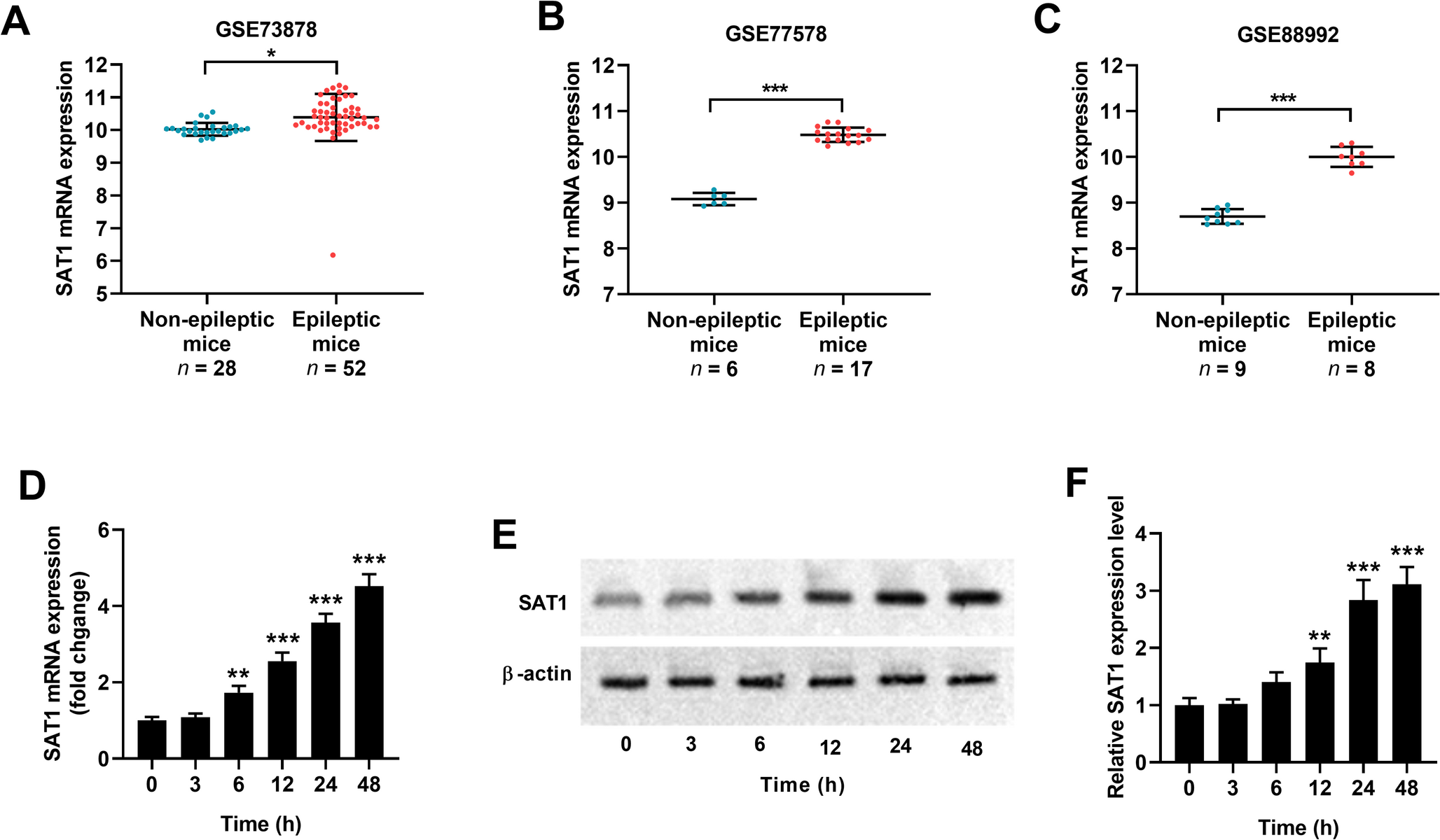 SAT1 Knockdown Decreases Glutamate-Induced Oxidative Stress, Ferroptosis, and Apoptosis in HT22 Cells via Activating the Nrf2/ARE Pathway