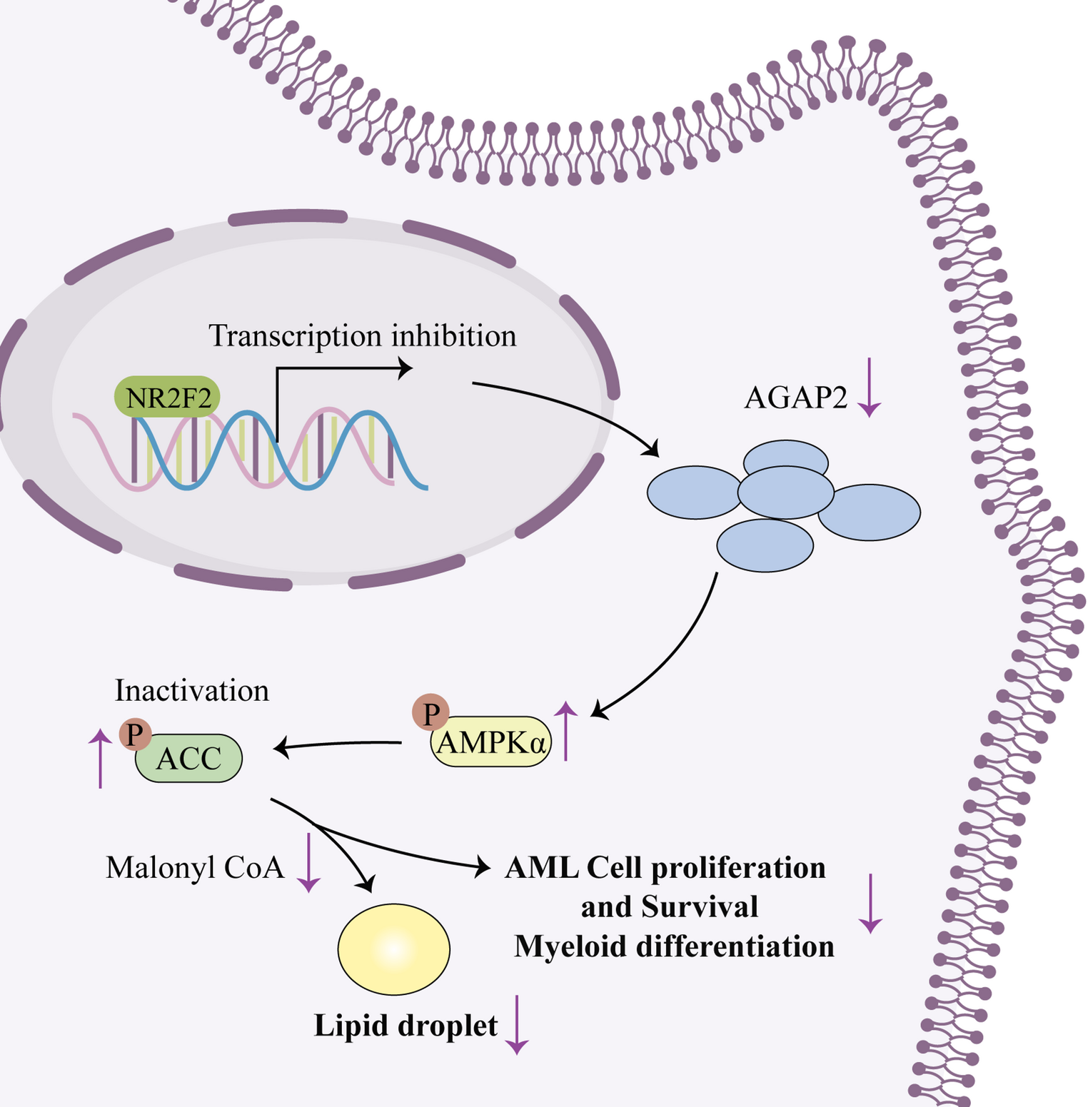 NR2F2/AGAP2 axis: regulating lipid synthesis to drive AML progression via AMPKα/ACC pathway