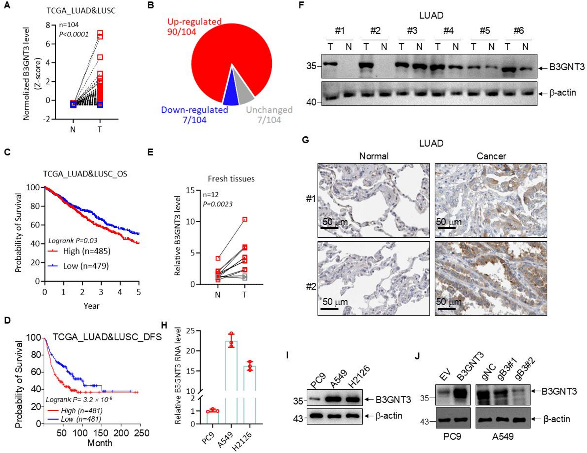 B3GNT3 facilitates NFKB2 processing and non-canonical NF-κB activation to drive lung adenocarcinoma progression