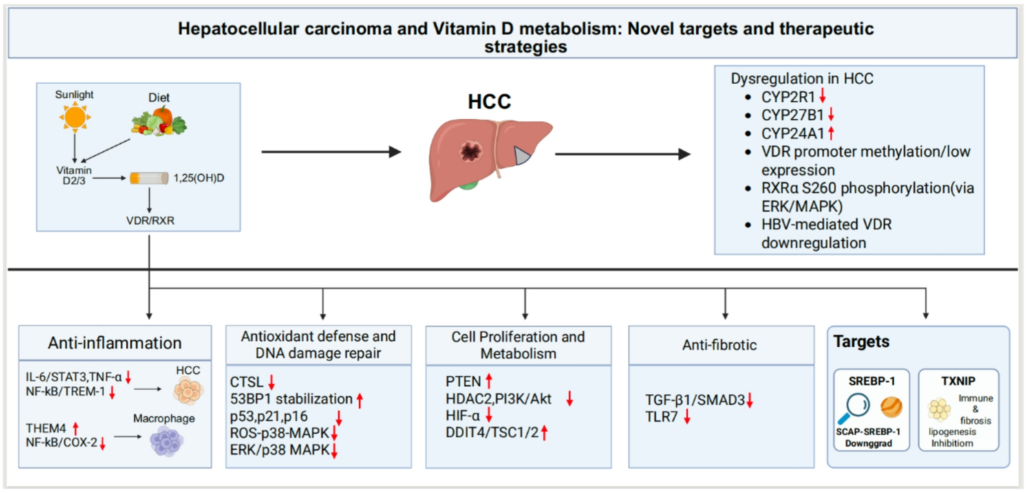 Hepatocellular carcinoma and vitamin D metabolism: novel targets and therapeutic strategies