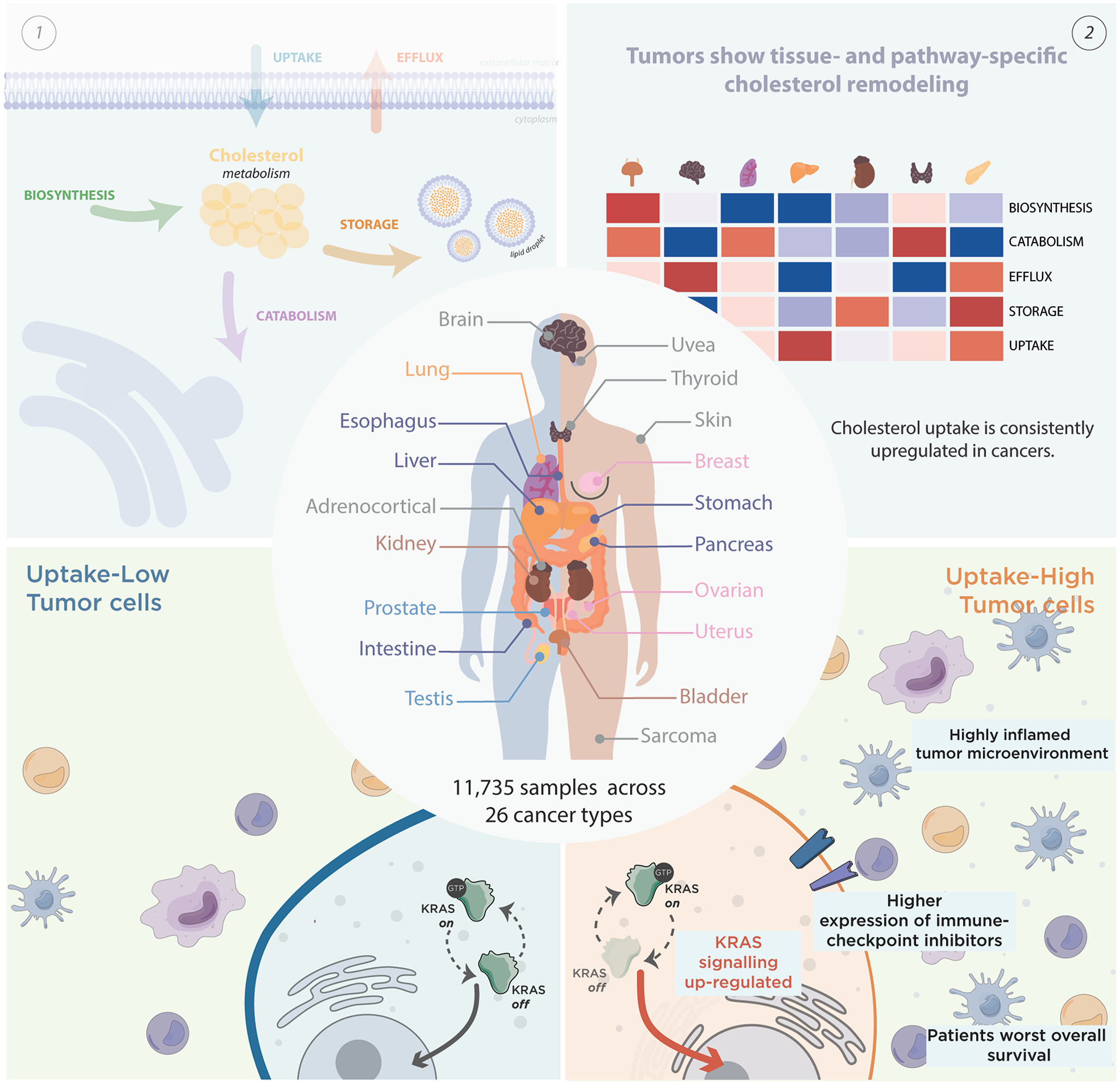 Pan-cancer analysis of cholesterol metabolism reveals the uptake as a modulator of tumor immune features and of the KRAS pathway