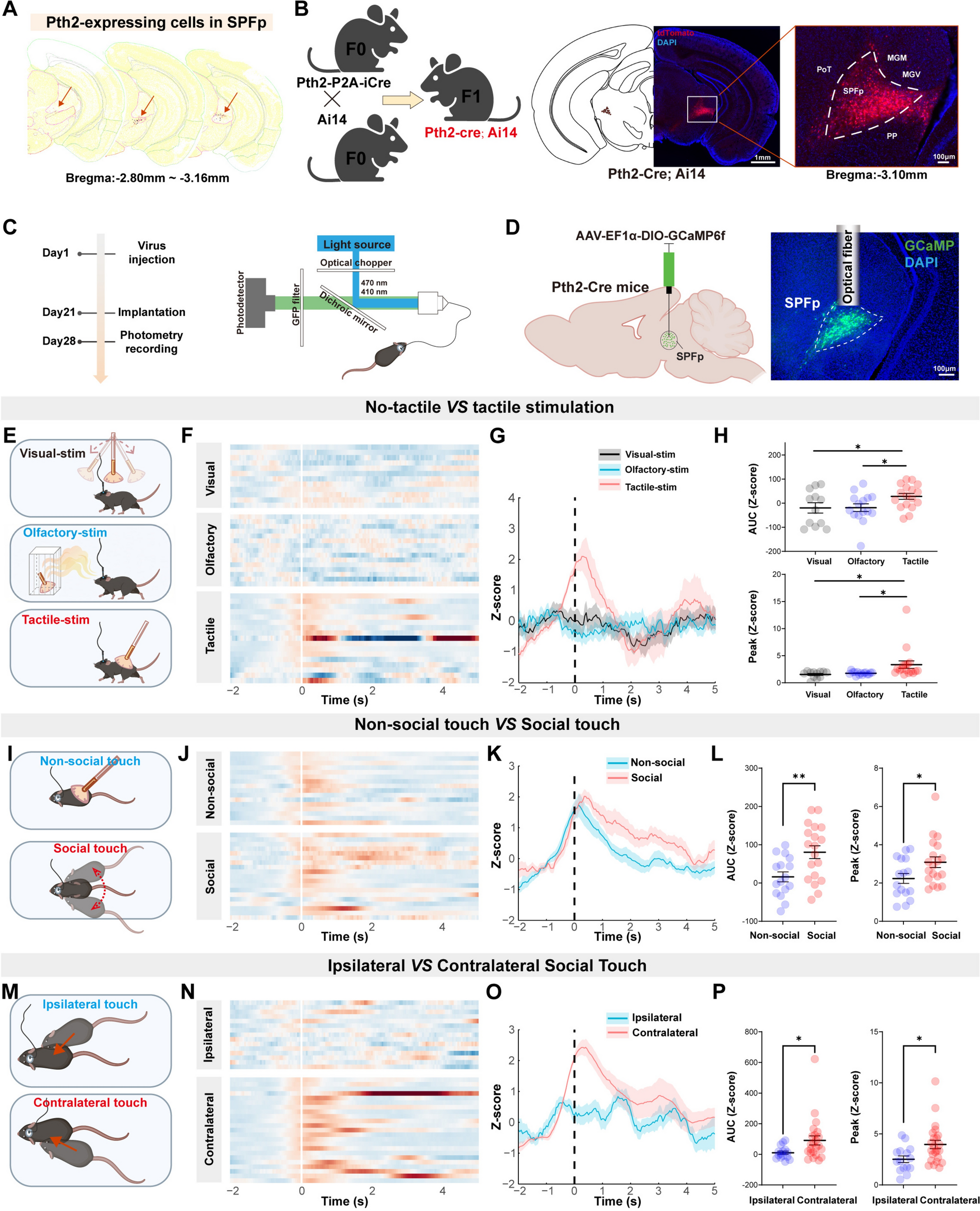 A Genetically Defined Thalamic Circuit Encodes Social Touch