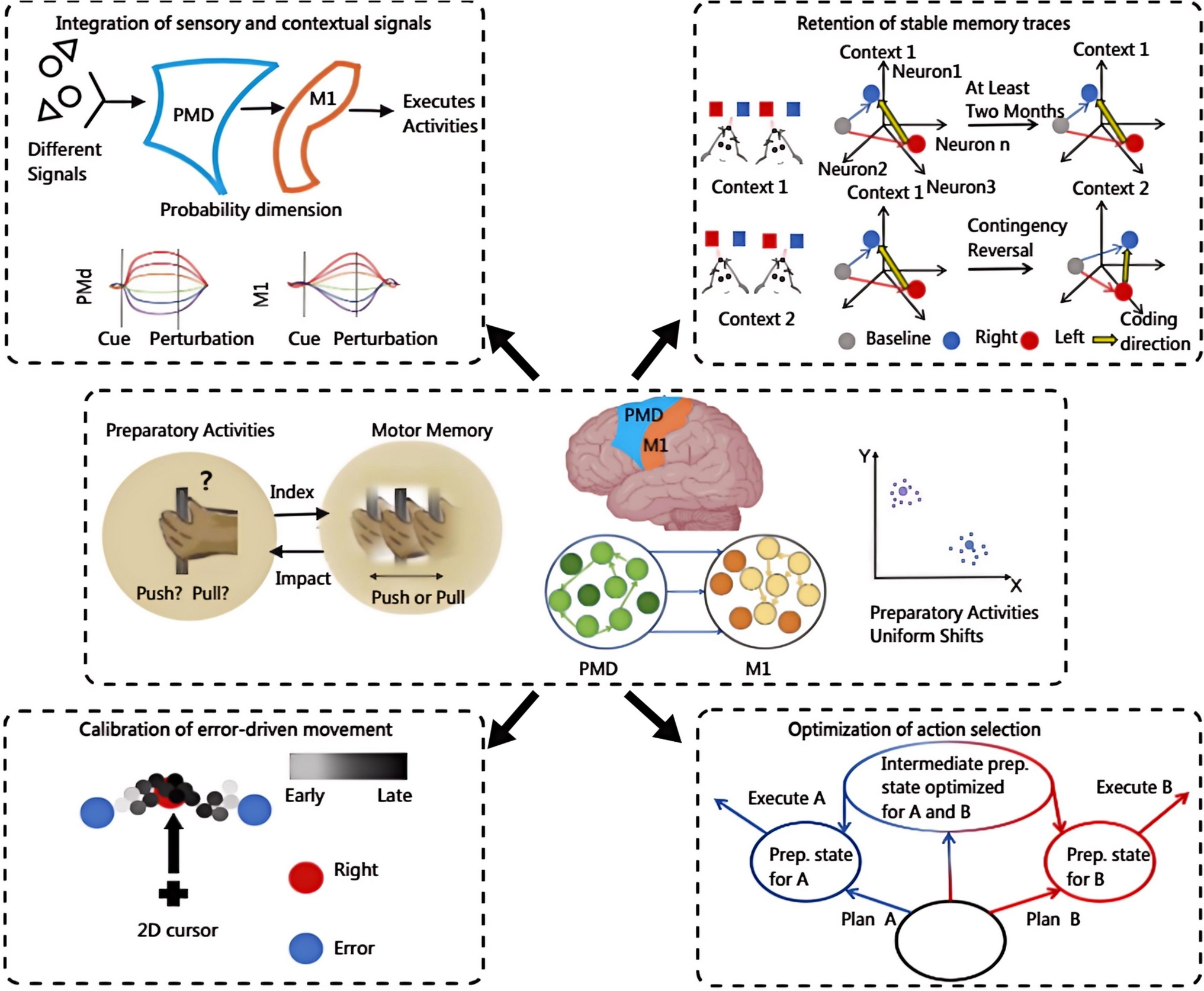 Preparatory Activity Indexes Motor Memory in the Motor Cortex