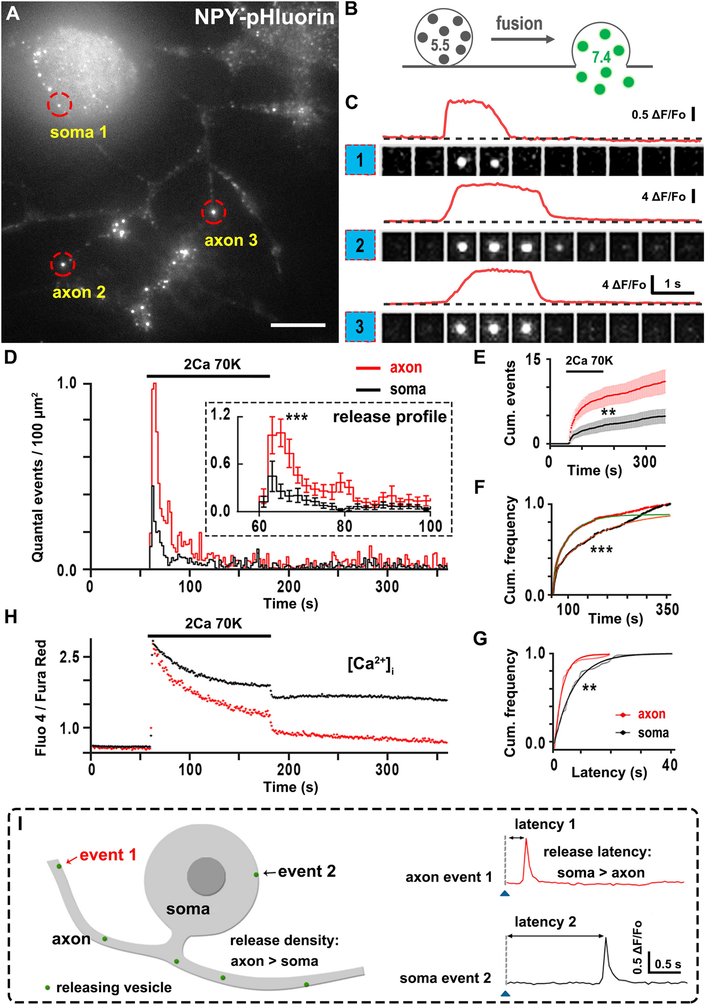 Ca-Independent Exocytosis Favors Axonal Release through Enlarged Fusion Pores in Sensory Neurons
