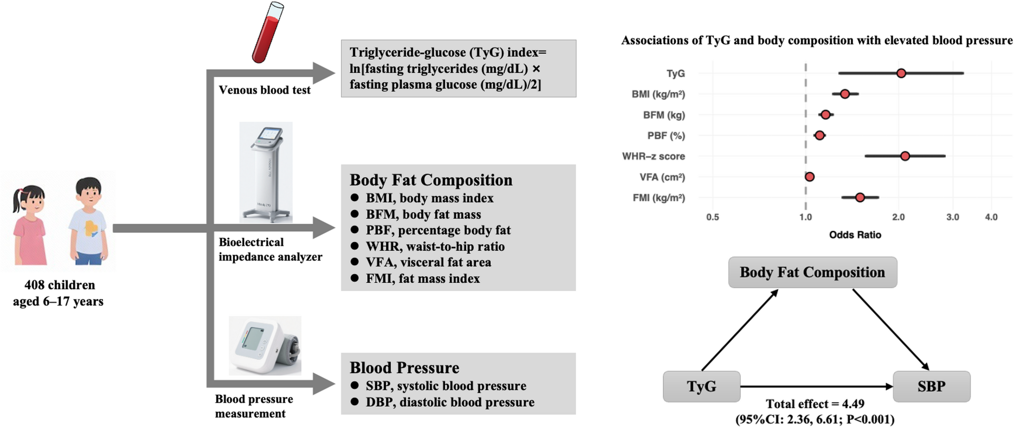 Associations of the Triglyceride-Glucose Index and Body Fat Composition with Blood Pressure in Children and Adolescents