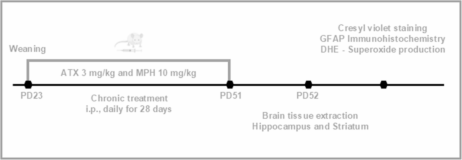 Chronic Administration of Atomoxetine and Methylphenidate Induces Differential Alterations in the Hippocampus and Striatum of Young Rats