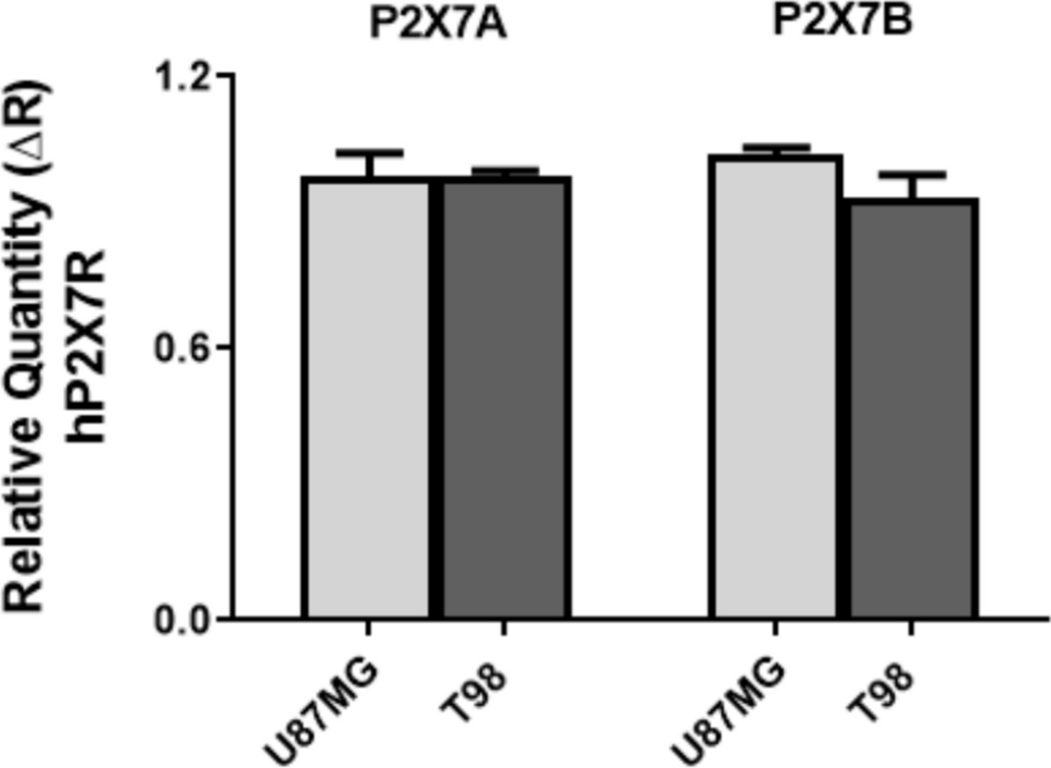 Tumor growth inhibitory activity of the P2X7 receptor antagonist AZ10606120 in two cell lines of human glioblastoma