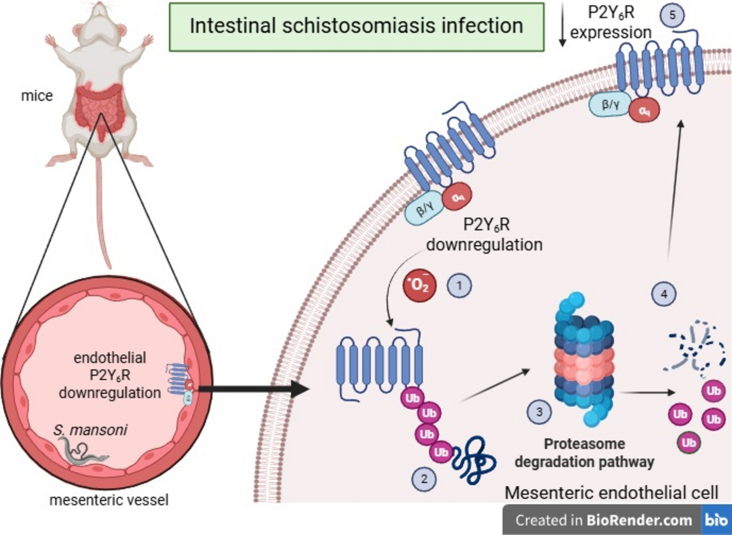Proteasomal-dependent endothelial P2Y receptor downregulation as an adaptive mechanism limiting monocyte adhesion during intestinal schistosomiasis
