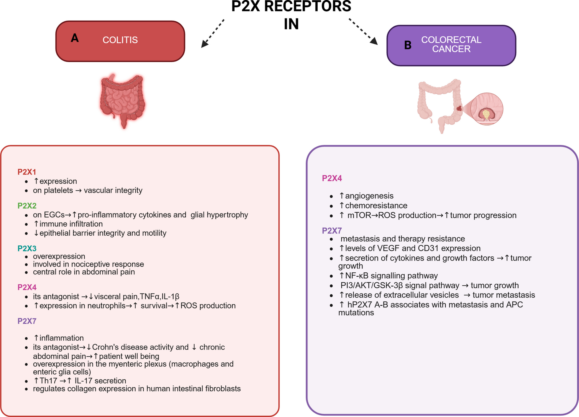 Latest advances on the role of P2X Receptors in colorectal inflammation and cancer
