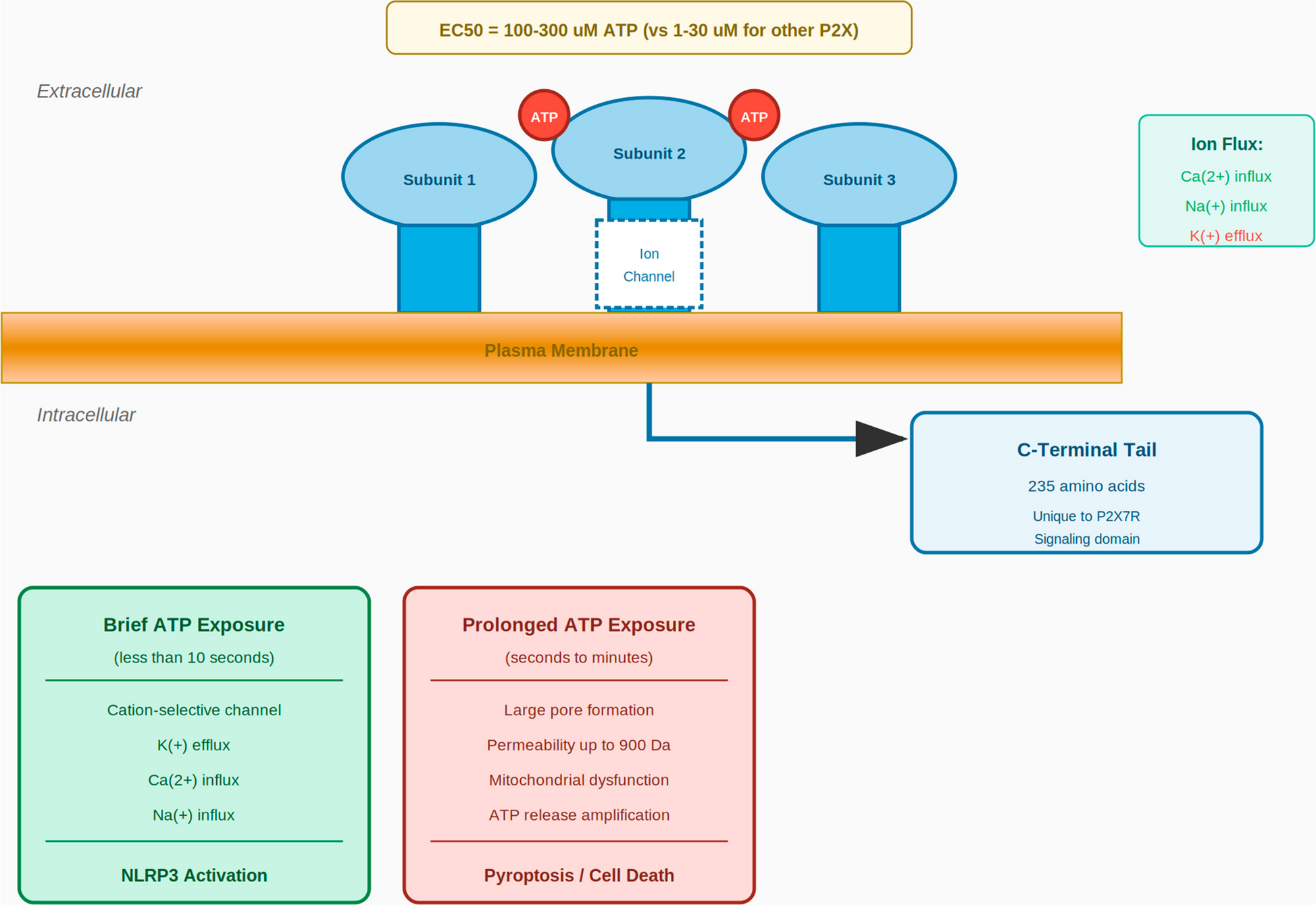 The P2X7 receptor/NLRP3 inflammasome signaling axis in sepsis: molecular mechanisms, organ-specific pathophysiology, and emerging therapeutic strategies