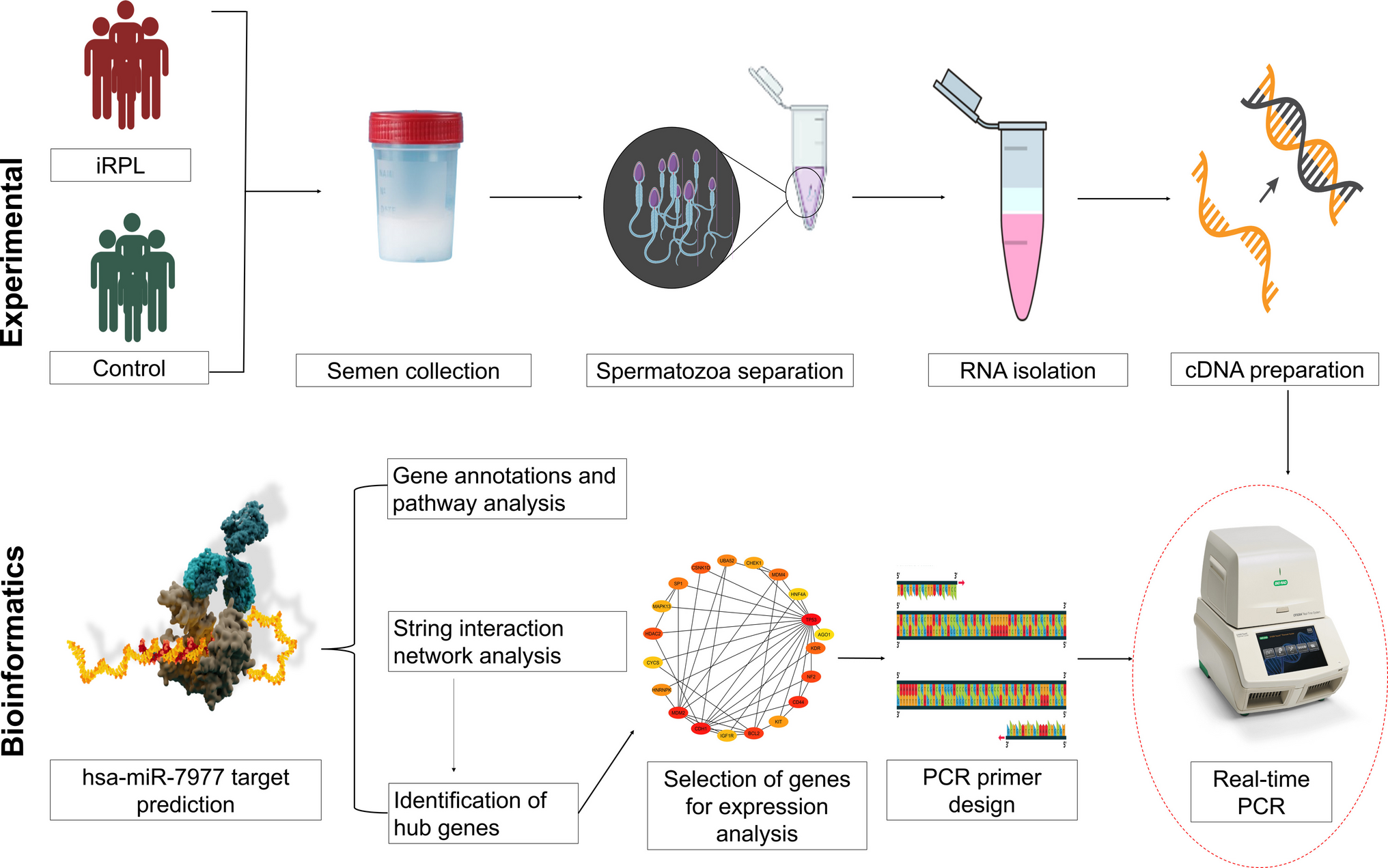 Implicating Sperm microRNA hsa-miR-7977 and its Target Genes in Idiopathic Recurrent Pregnancy Loss: Evidence from Expression Analysis