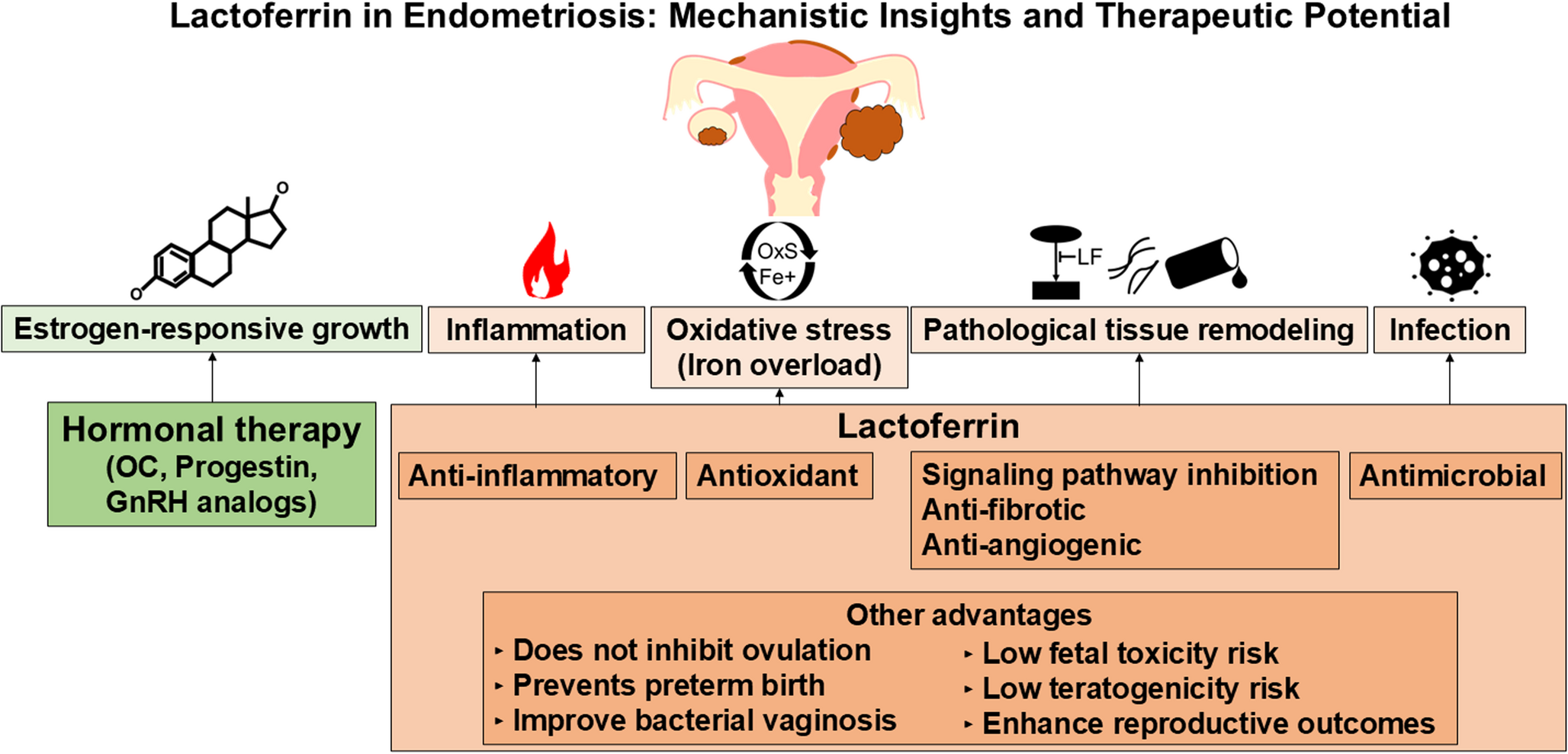 Lactoferrin as a Non-Hormonal Therapeutic Candidate for Endometriosis: Mechanisms and Future Directions
