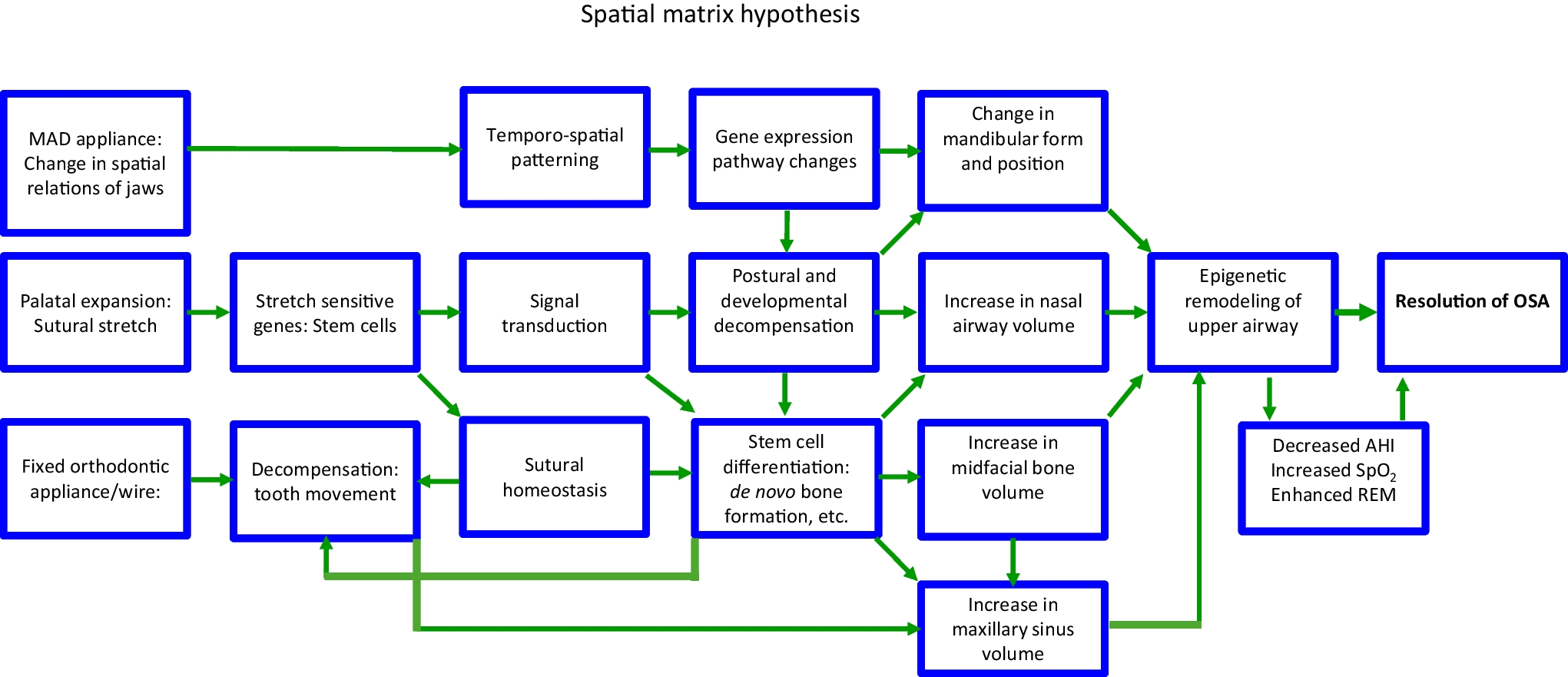 Craniofacial endotype of obstructive sleep apnea: Spatial matrix hypothesis