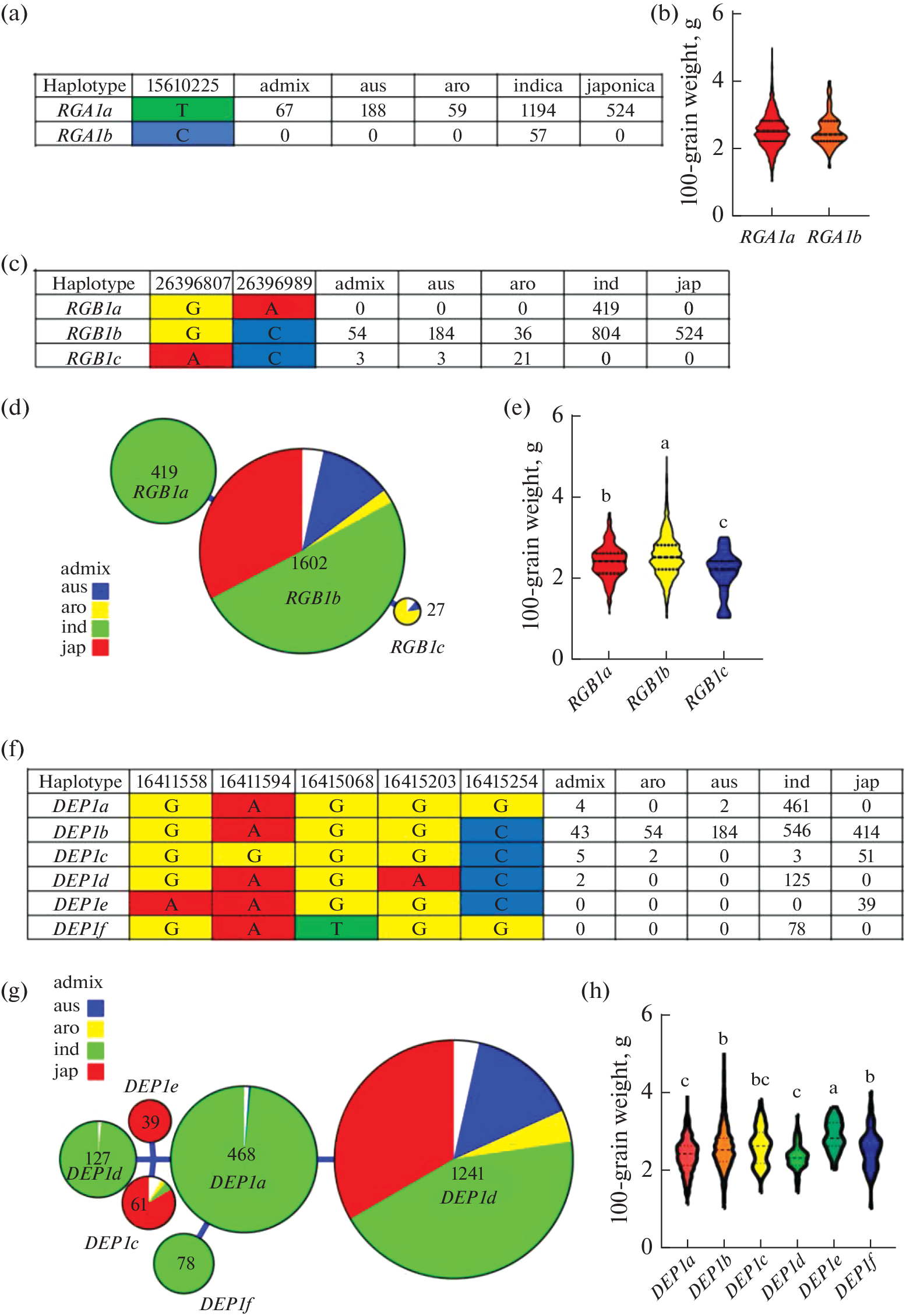 Grain Yield Gene Sequence Analysis across 3K RGP Panel Provides Elite Haplotypes and Haplotype Combinations for Rice Yield Improvement