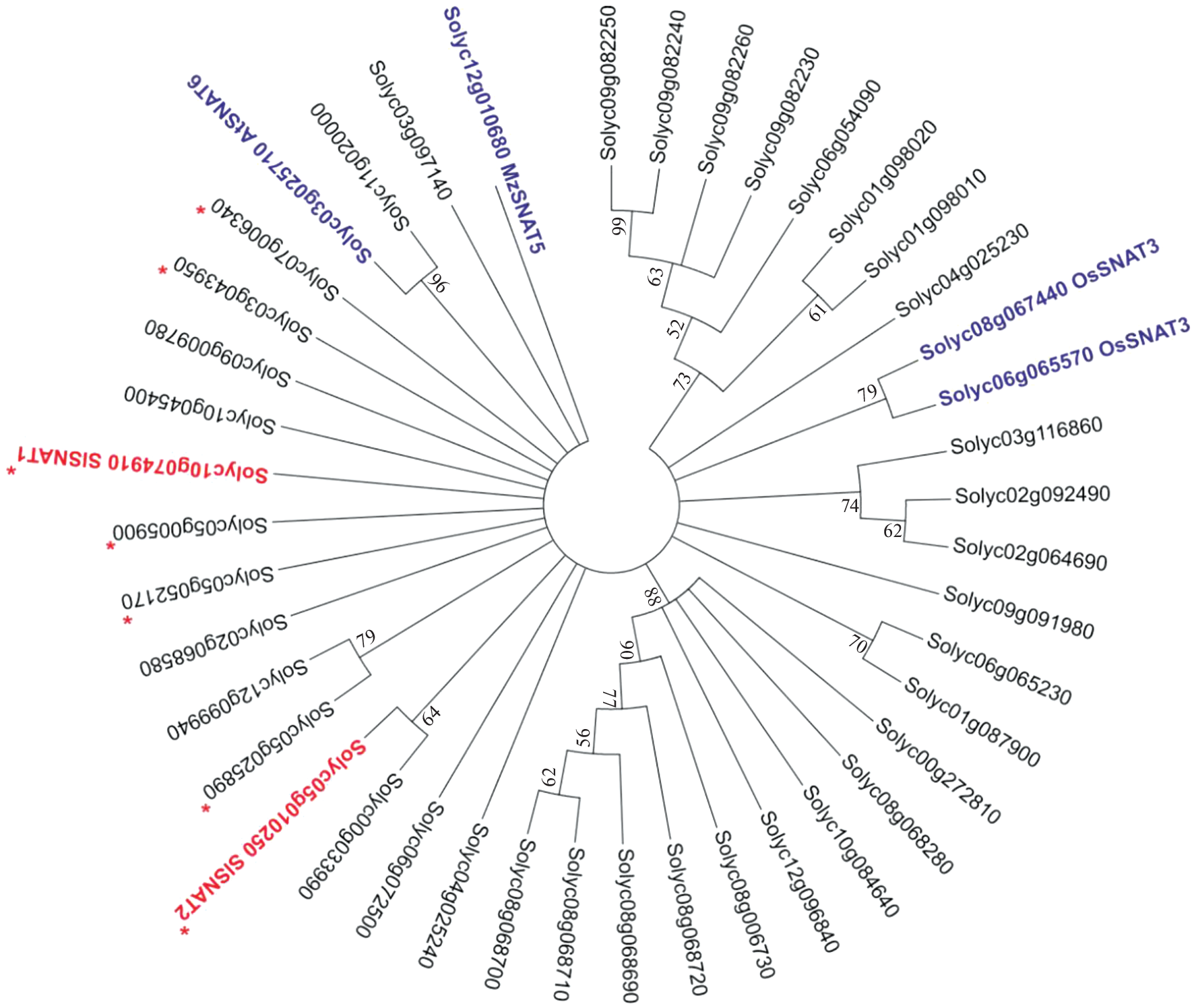Characteristics of the Structure and Expression of the Serotonin-N-Acetyltransferases  and  Genes Involved in Melatonin Biosynthesis in Tomato  L.