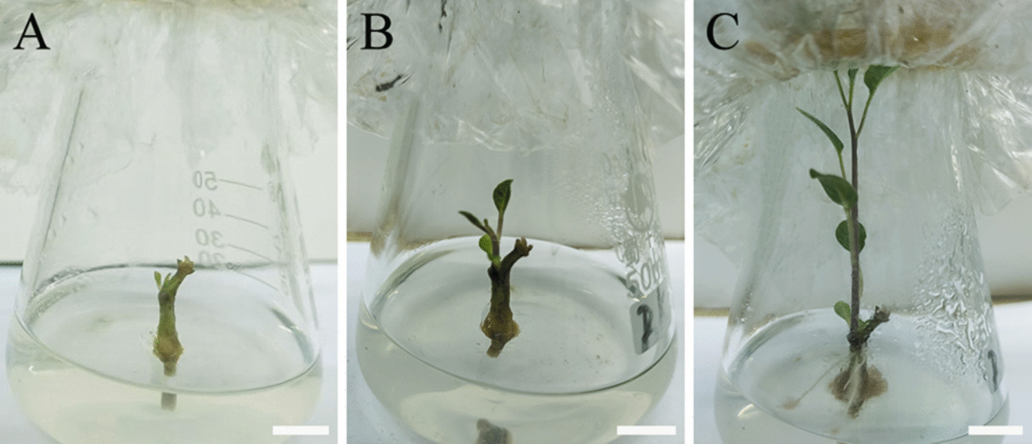 Axillary bud-driven propagation combined with  rooting: establishment of an efficient rapid propagation system for parthenocarpic
