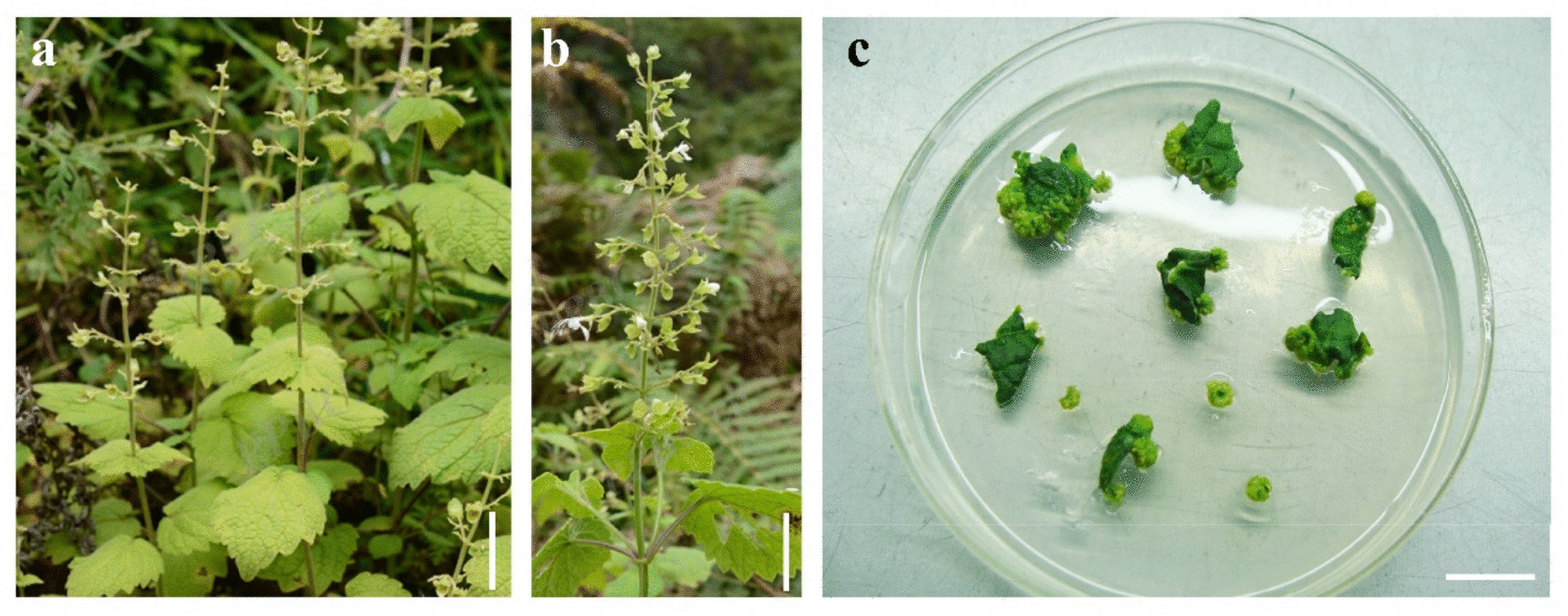 Research perspectives and micropropagation of  C. Y. Wu