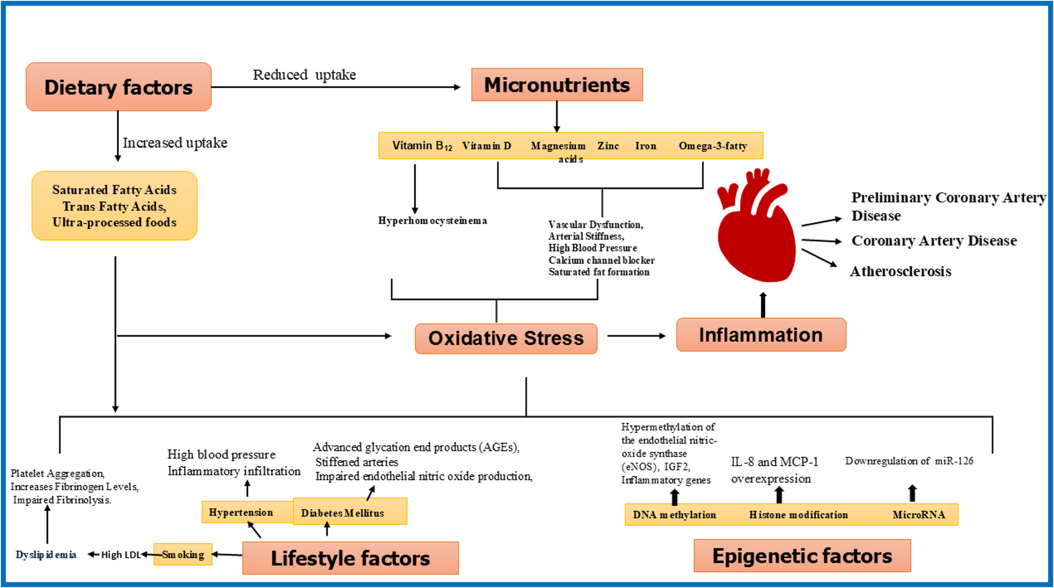 Youth at Risk: Decoding the Mechanistic Paradox of Early-Onset Heart Disease in India