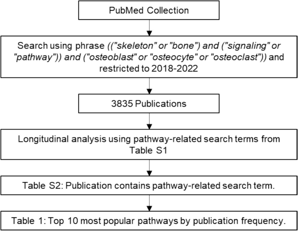 Bibliometric Analysis Highlights Lesser-Studied Pathways in Bone Remodeling