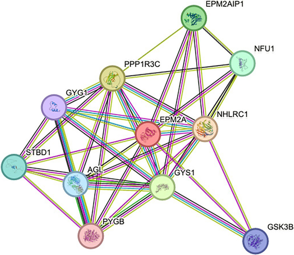 Protein-Protein Interaction Network and Clustering Analysis of EPM2A: Insights into Glycogen Metabolism and Disease Associations