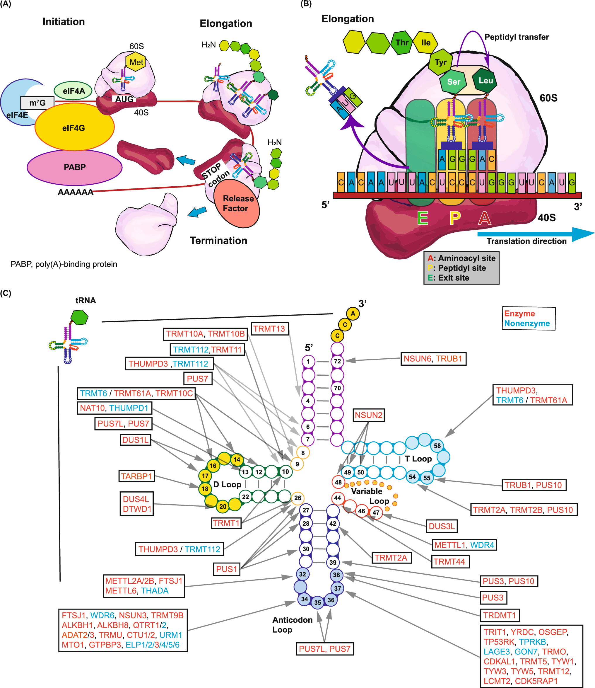 tRNA modification genes are associated with genomic instability, proliferative programs, and poor prognosis in breast cancer