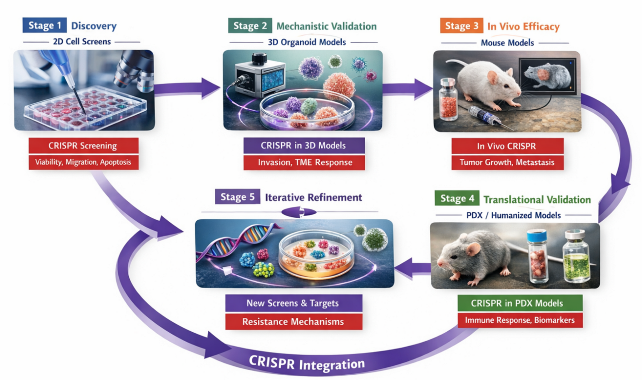 Integrating Experimental Assays, Preclinical Models, and CRISPR-Based Functional Approaches for Cancer Drug Discovery