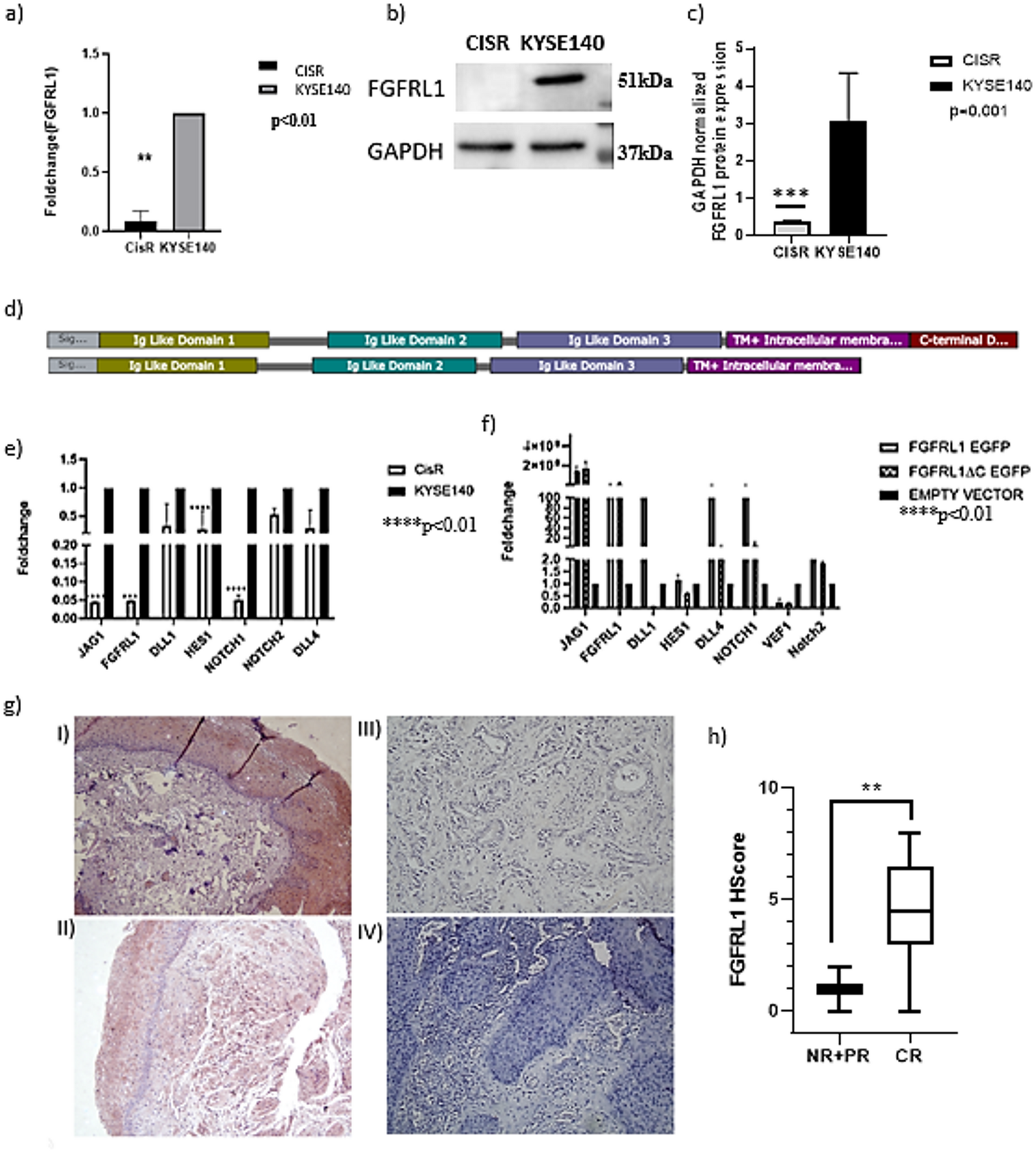 FGFRL1 Modulates Glucose-Glycogen Homeostasis and Signaling Pathway Genes to Suppress Chemoresistance in Esophageal Carcinoma
