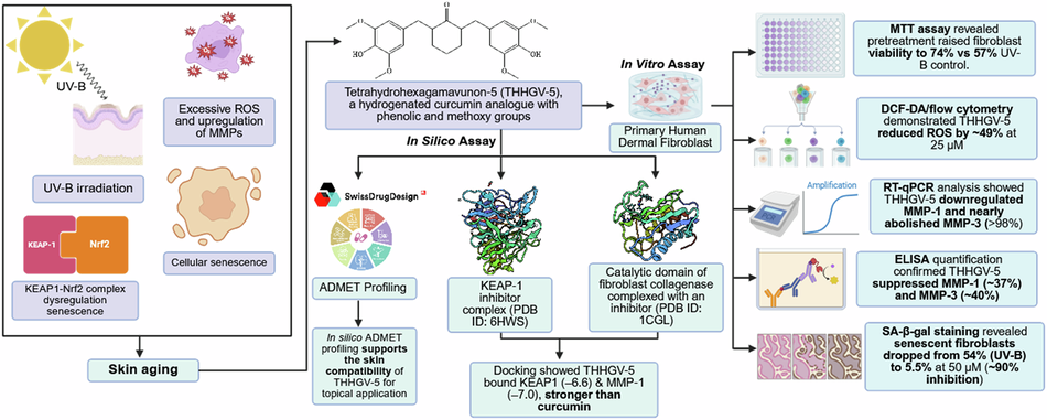 Anti-Photoaging Activity of a Structurally Optimized Curcumin Analogue (THHGV-5) in UV-B-Irradiated Human Dermal Fibroblasts: An Integrated In Silico and In Vitro Study