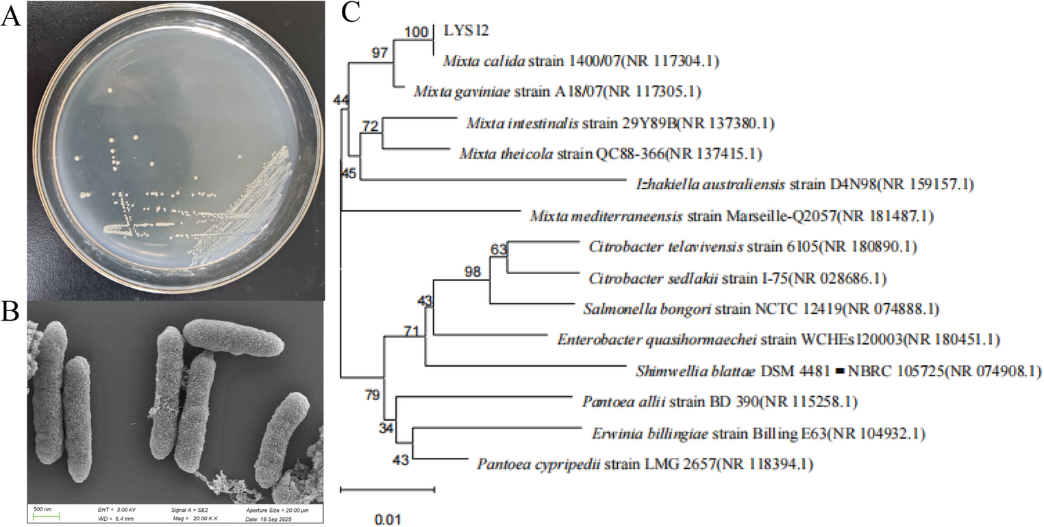 Characterization of a thermotolerant strain inhibiting tobacco-specific nitrosamines in cigar fermentation