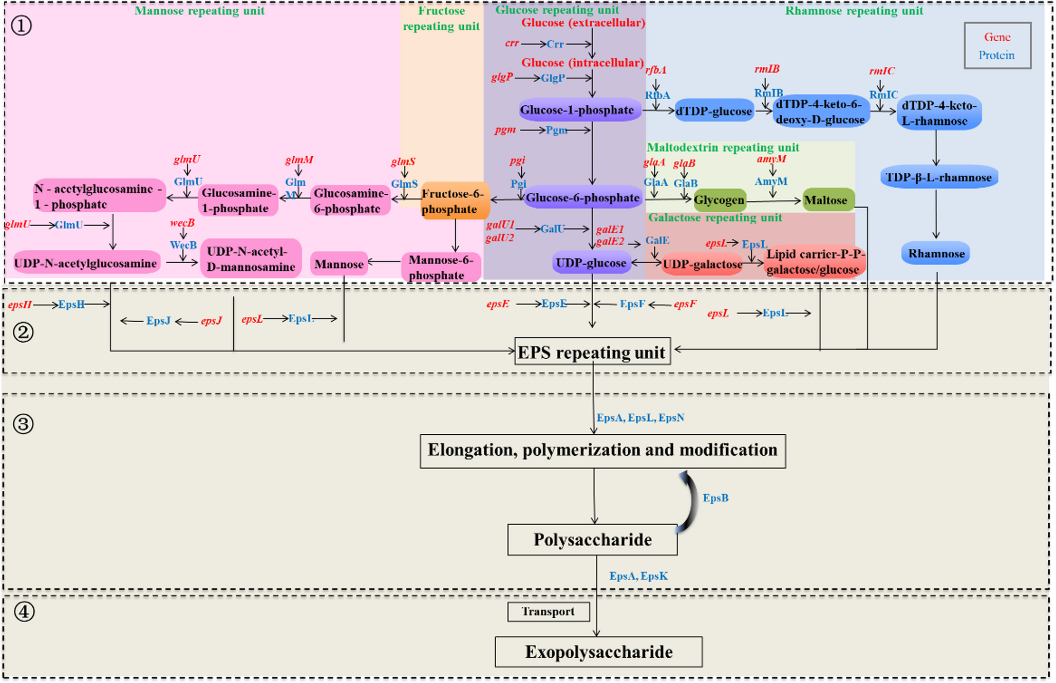 Advances in bacterial synthesis pathways of bioflocculants and their applications in mine wastewater treatment
