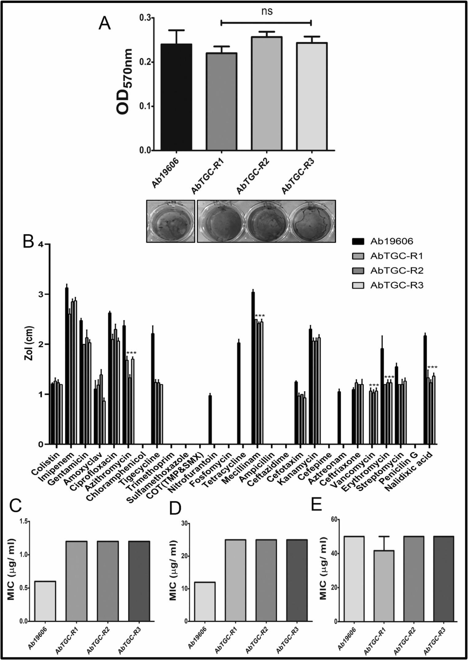 Resistance associated genomic variations for moderate level tigecycline resistance evolution in