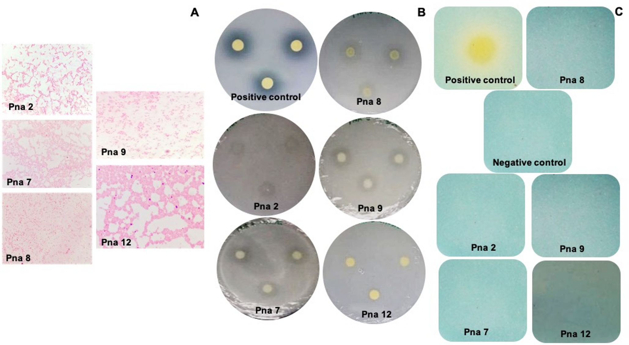 First genomic report of  strain Pna8 from  with antagonistic activity against plant wilt pathogen  and