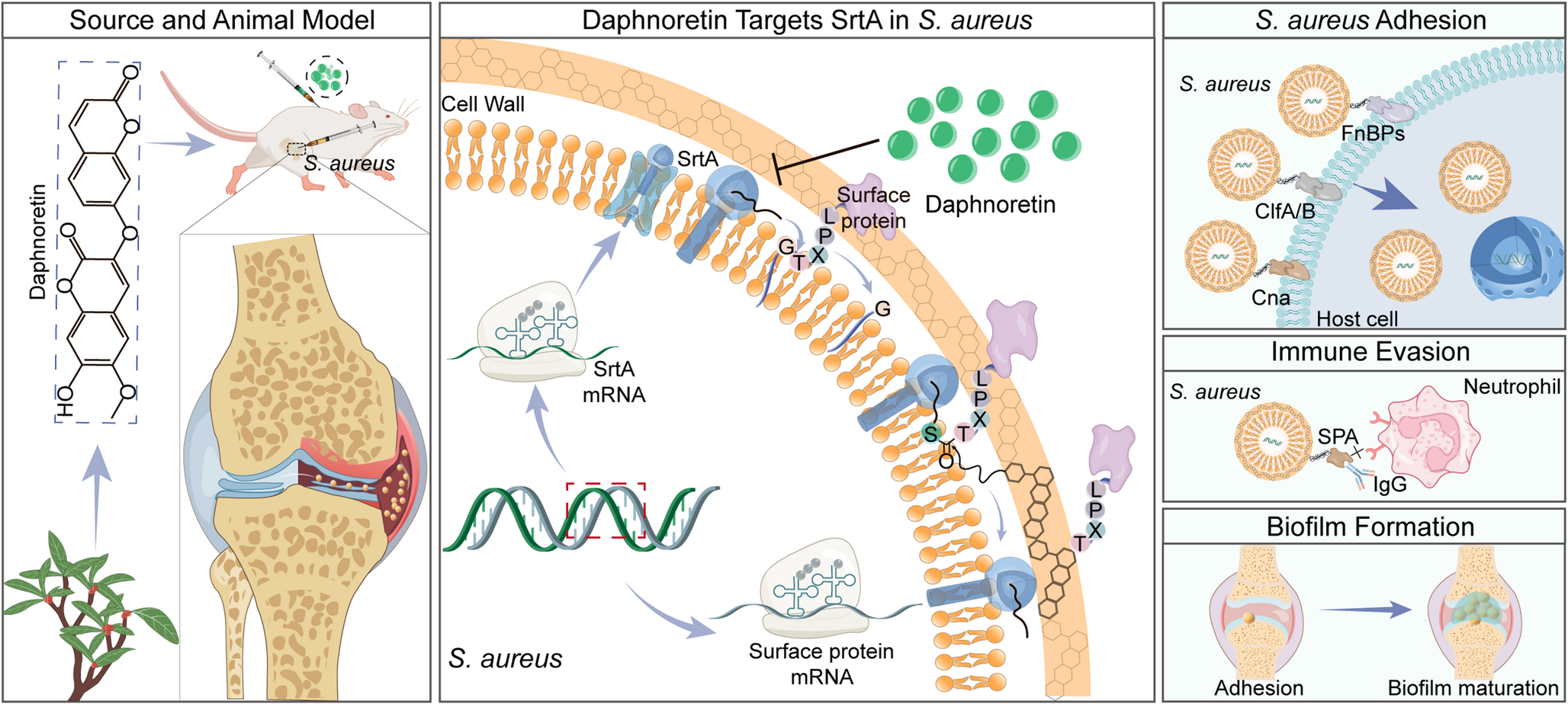Daphnoretin as a potent sortase A inhibitor effectively disarms drug-resistant  infections