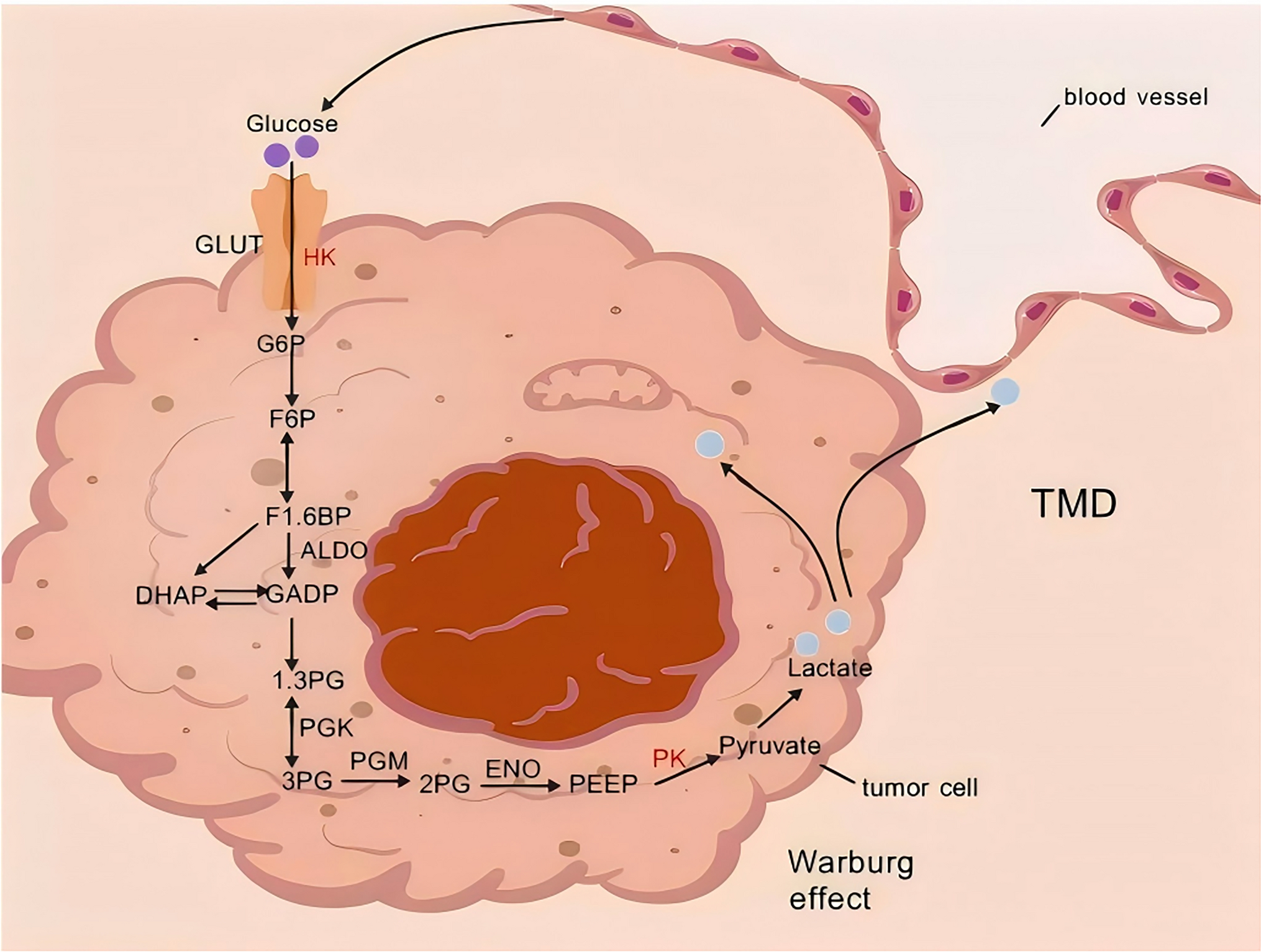 Exploring the role of protein homeostasis regulation in glycolysis in head and neck tumors