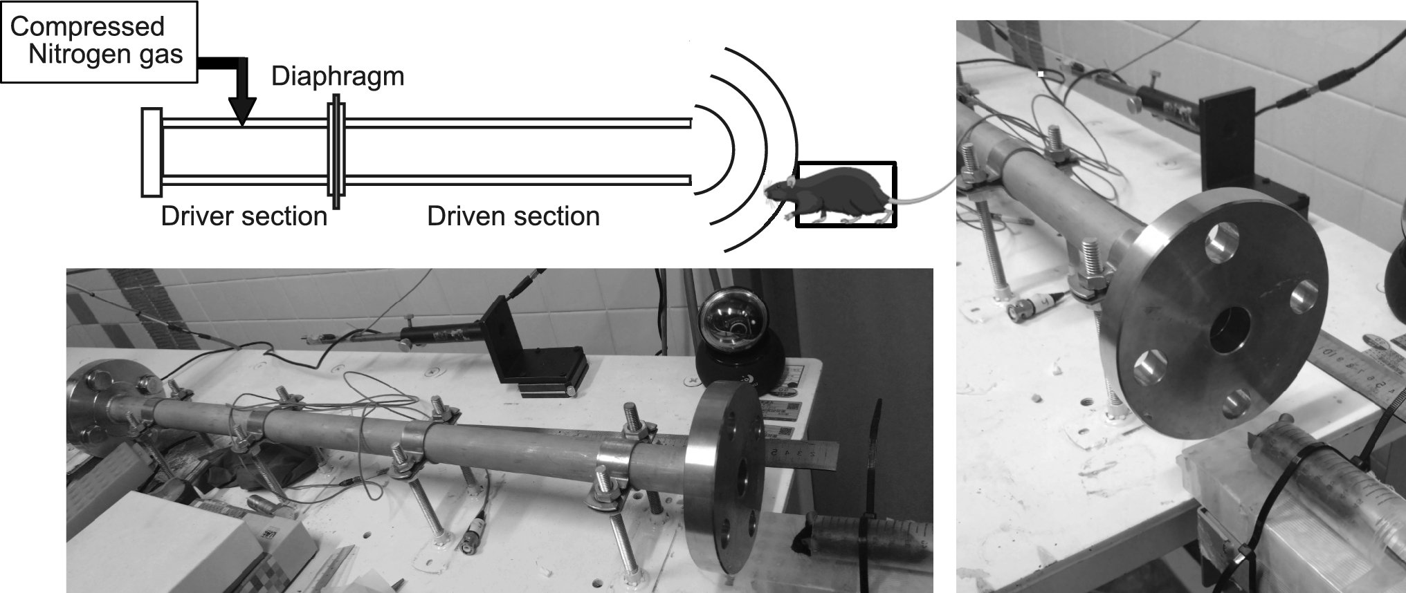 Induction of activating transcription factor 3 (ATF3) in the cerebral cortex of a mouse model of blast-induced traumatic brain injury