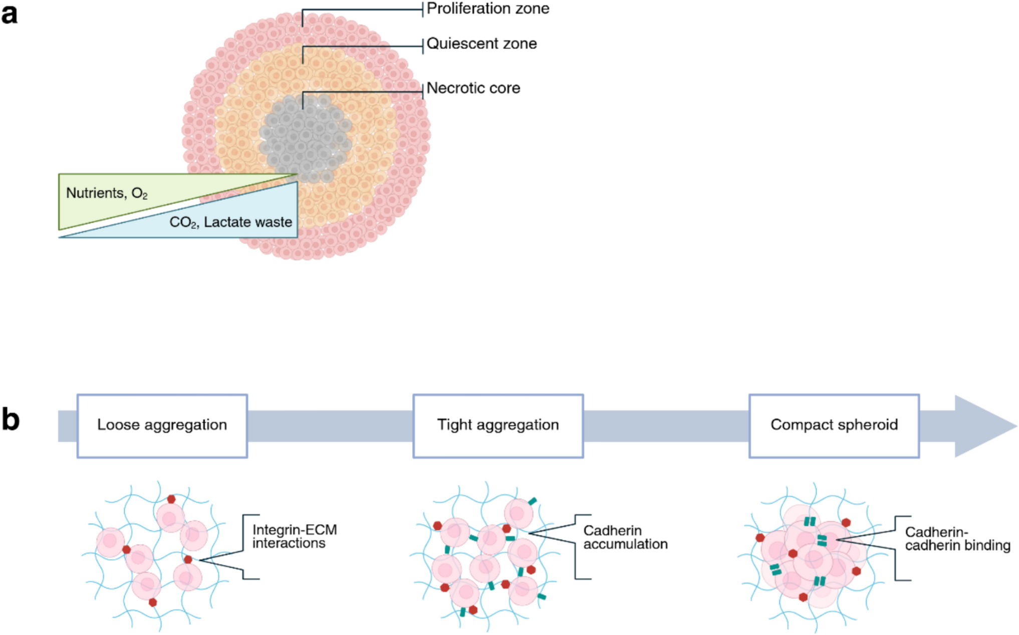 An overview of the developments in 3D cancer cell models, assay techniques, and imaging modalities