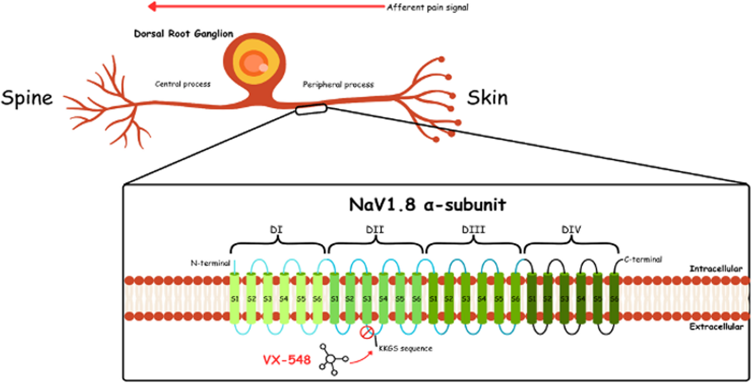 Selective NaV1.8 Inhibition for Pain Management: Current Evidence and Future Potential of Suzetrigine