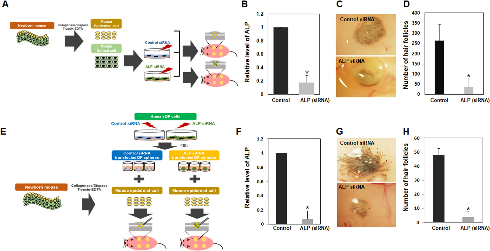 Alkaline Phosphatase–Regulated C–C Motif Chemokine Ligand 5 (CCL5) Functions as a Critical Mediator of Hair Follicle Neogenesis