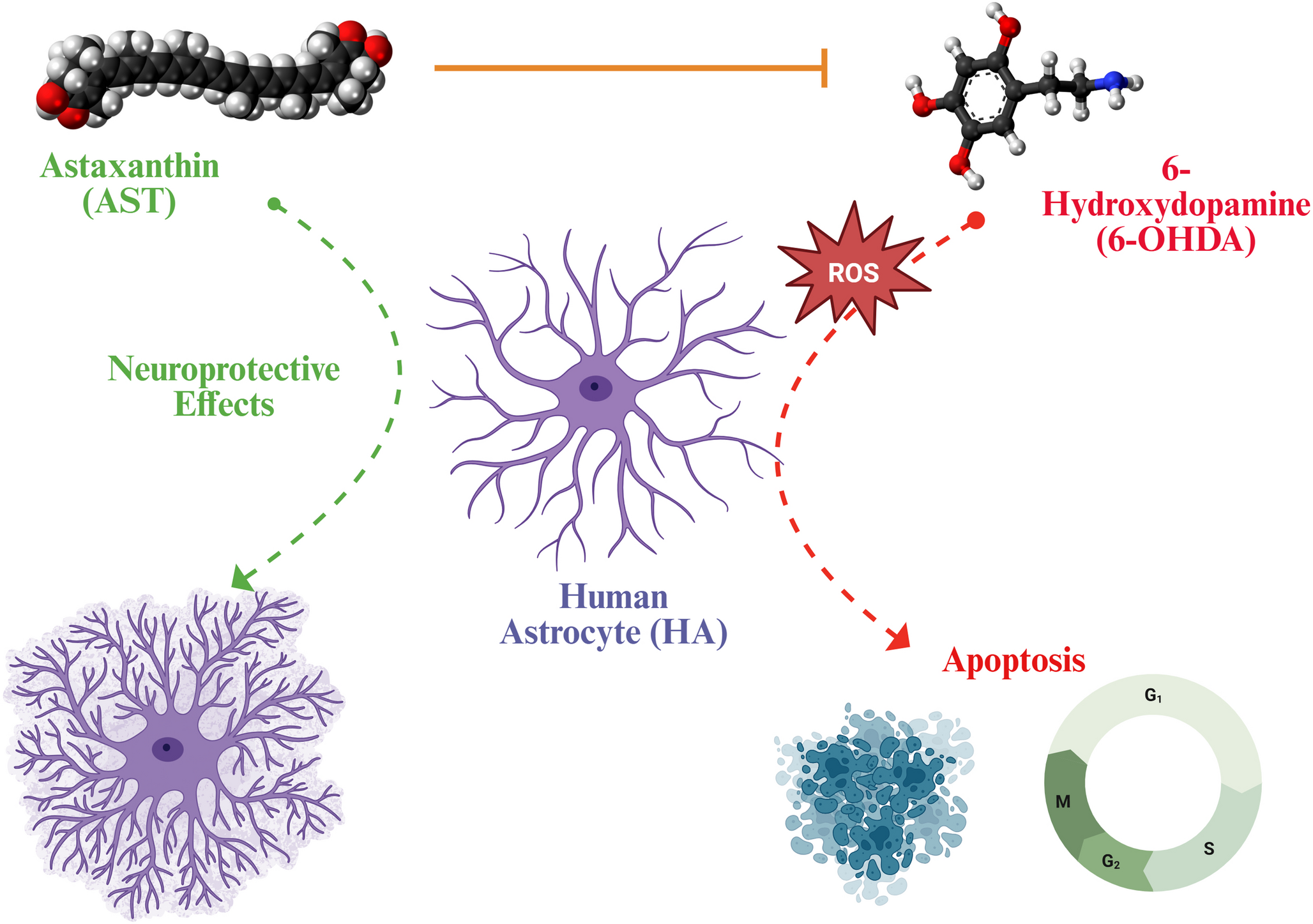 Astaxanthin protects human astrocytes (HA) against 6-hydroxydopamine-induced oxidative toxicity