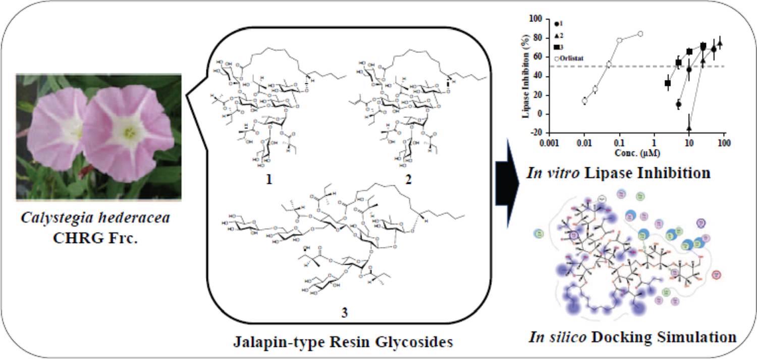 Inhibitory effects of three genuine resin glycosides from  on  porcine lipase assay and  docking simulation analysis