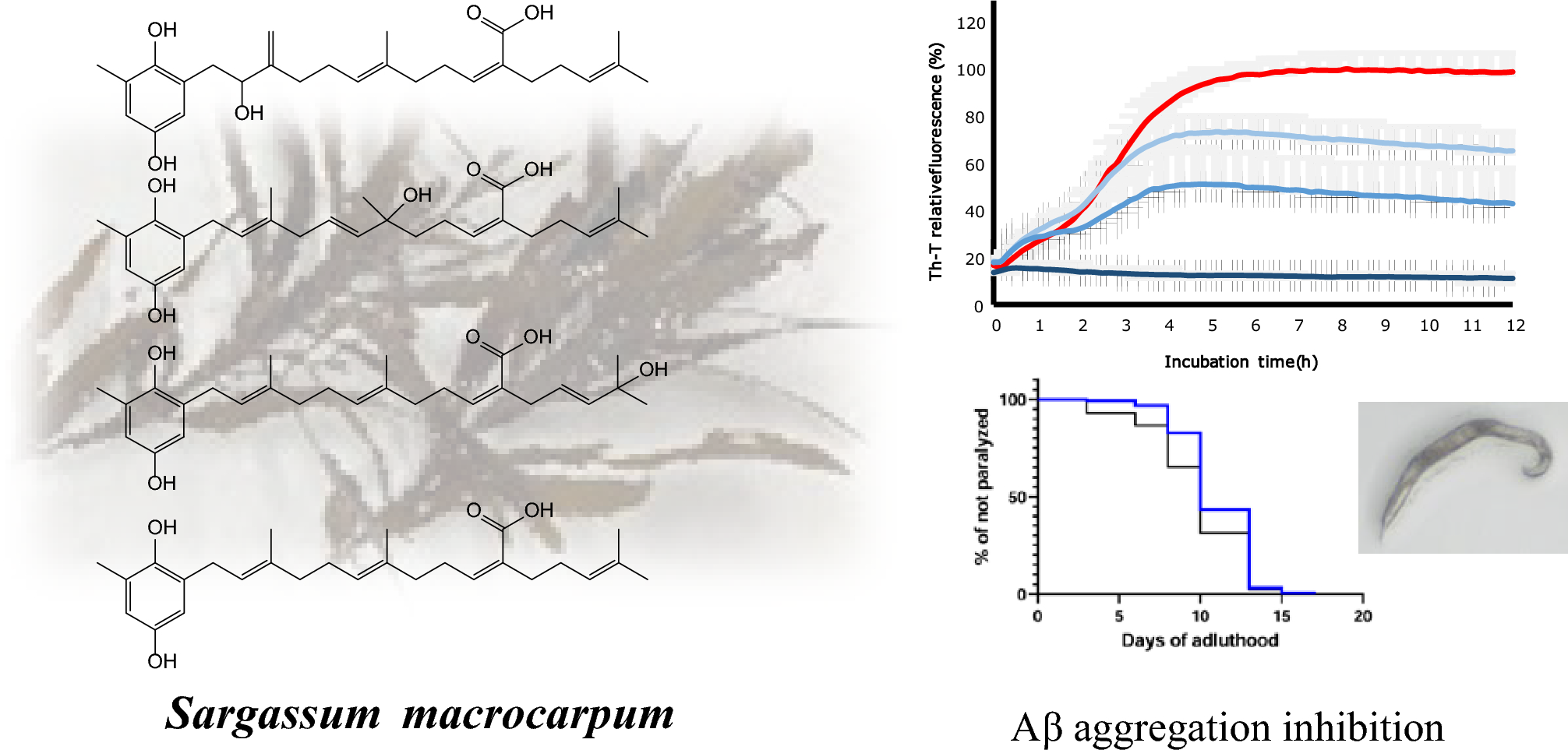 New meroterpenoids from  as inhibitors of amyloid β aggregation