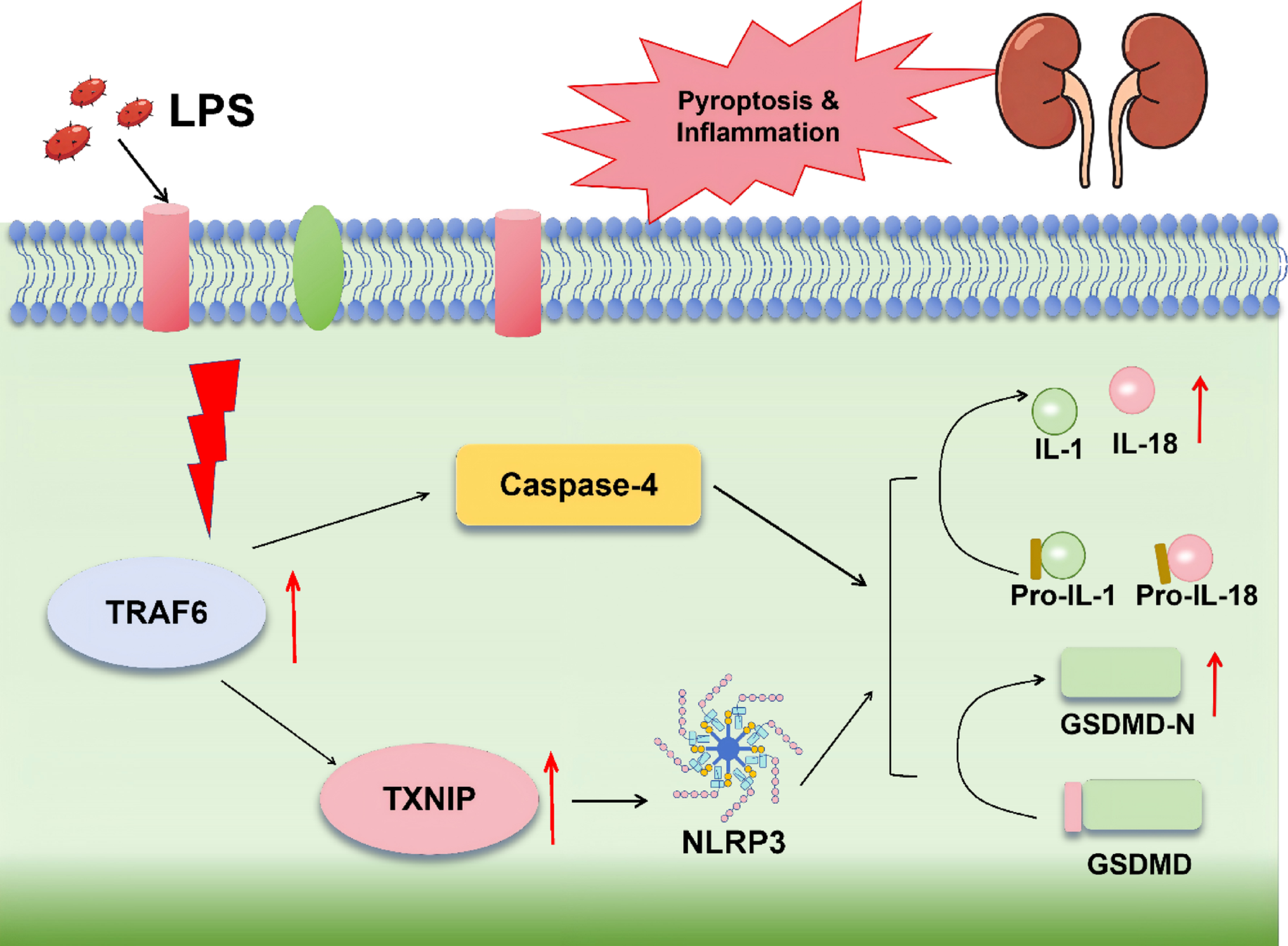 The TRAF6-TXNIP-NLRP3 signaling axis regulates LPS-induced pyroptosis in glomerular podocytes