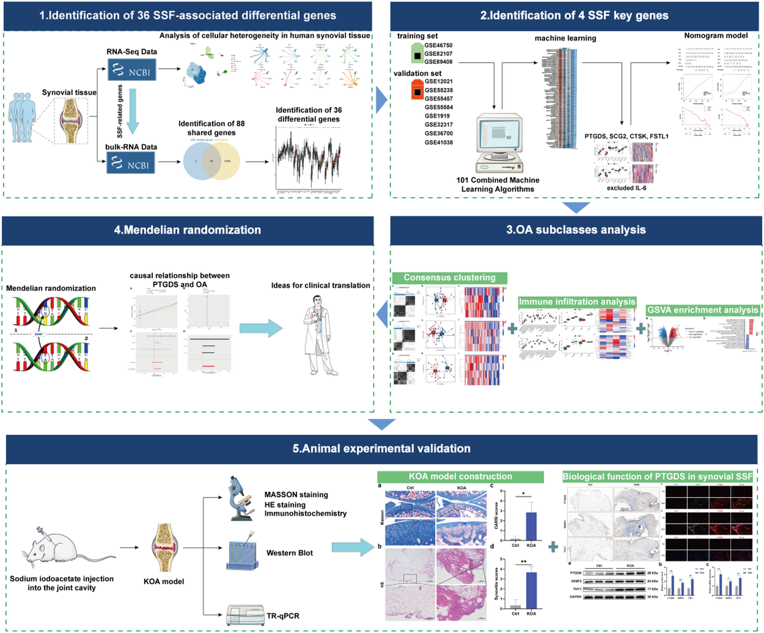 Integrative analysis of single-cell and bulk RNA sequencing data using machine learning identifies  as a key subsynovial fibroblast gene in osteoarthritis