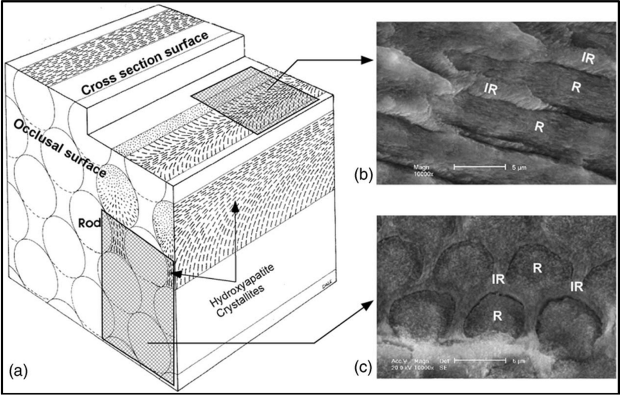 Advanced biomimetic mineralization approaches for enamel and dentin regeneration: a review